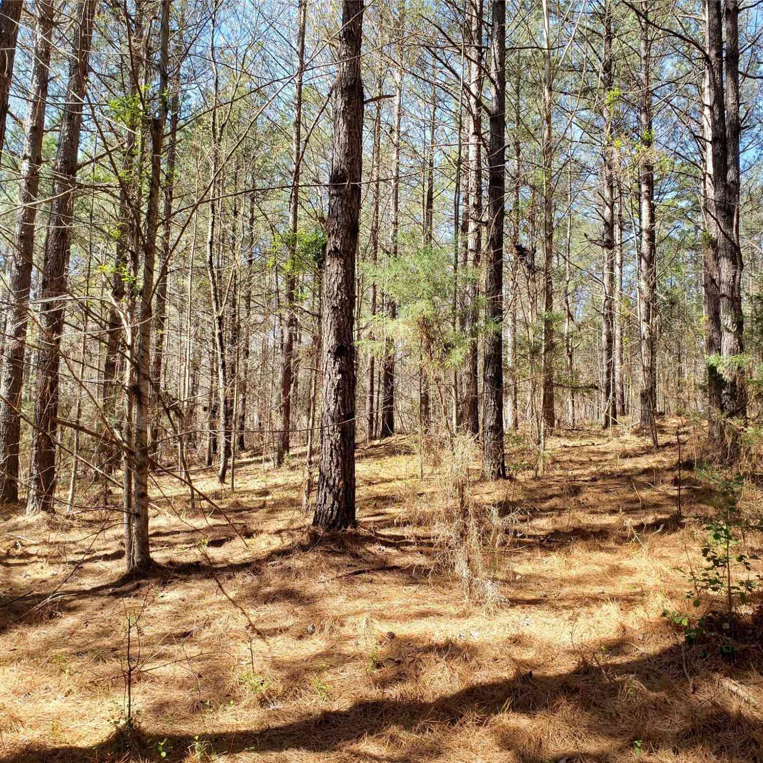 Bitterroot Circle #227, Rutherfordton, North Carolina image 4