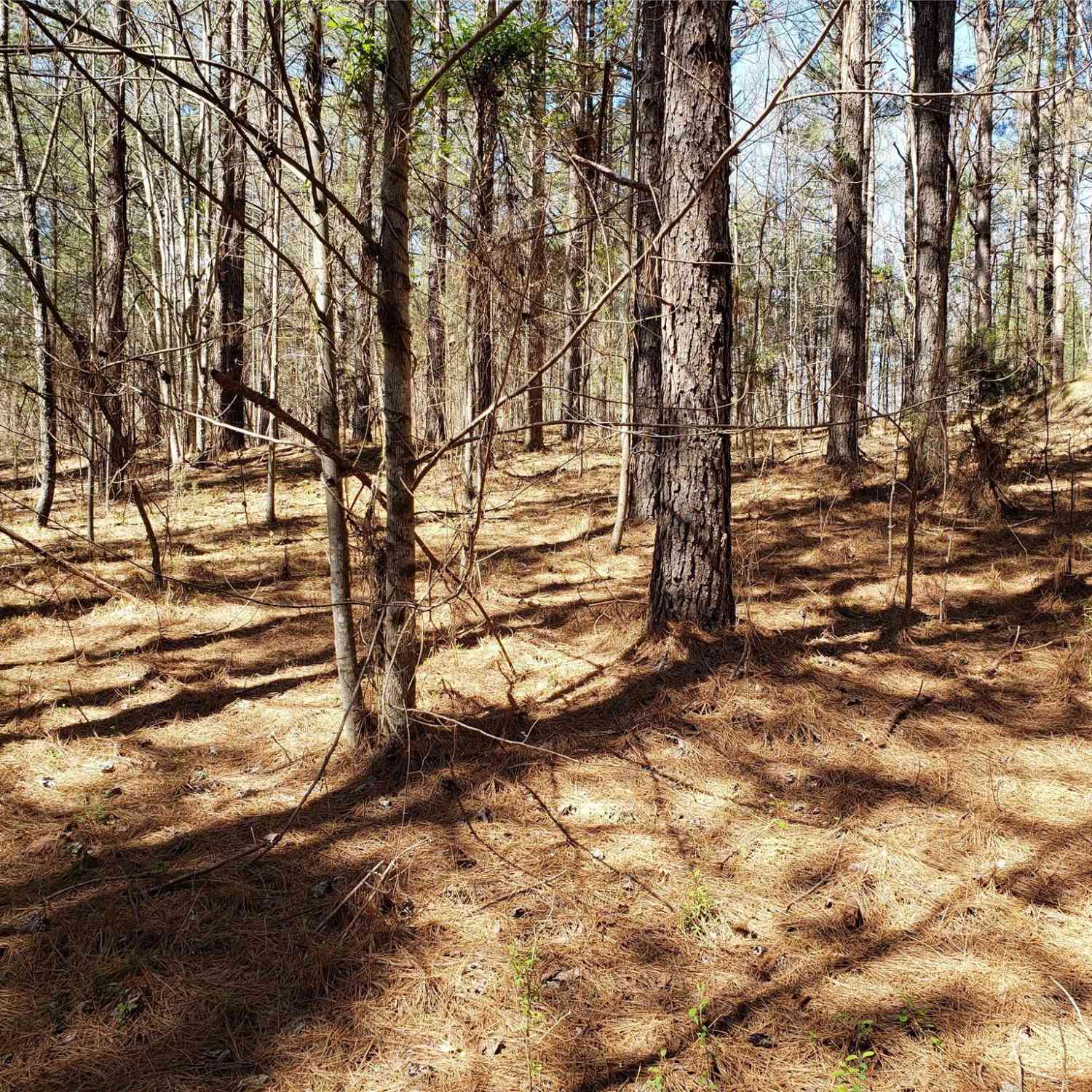 Bitterroot Circle #227, Rutherfordton, North Carolina image 2