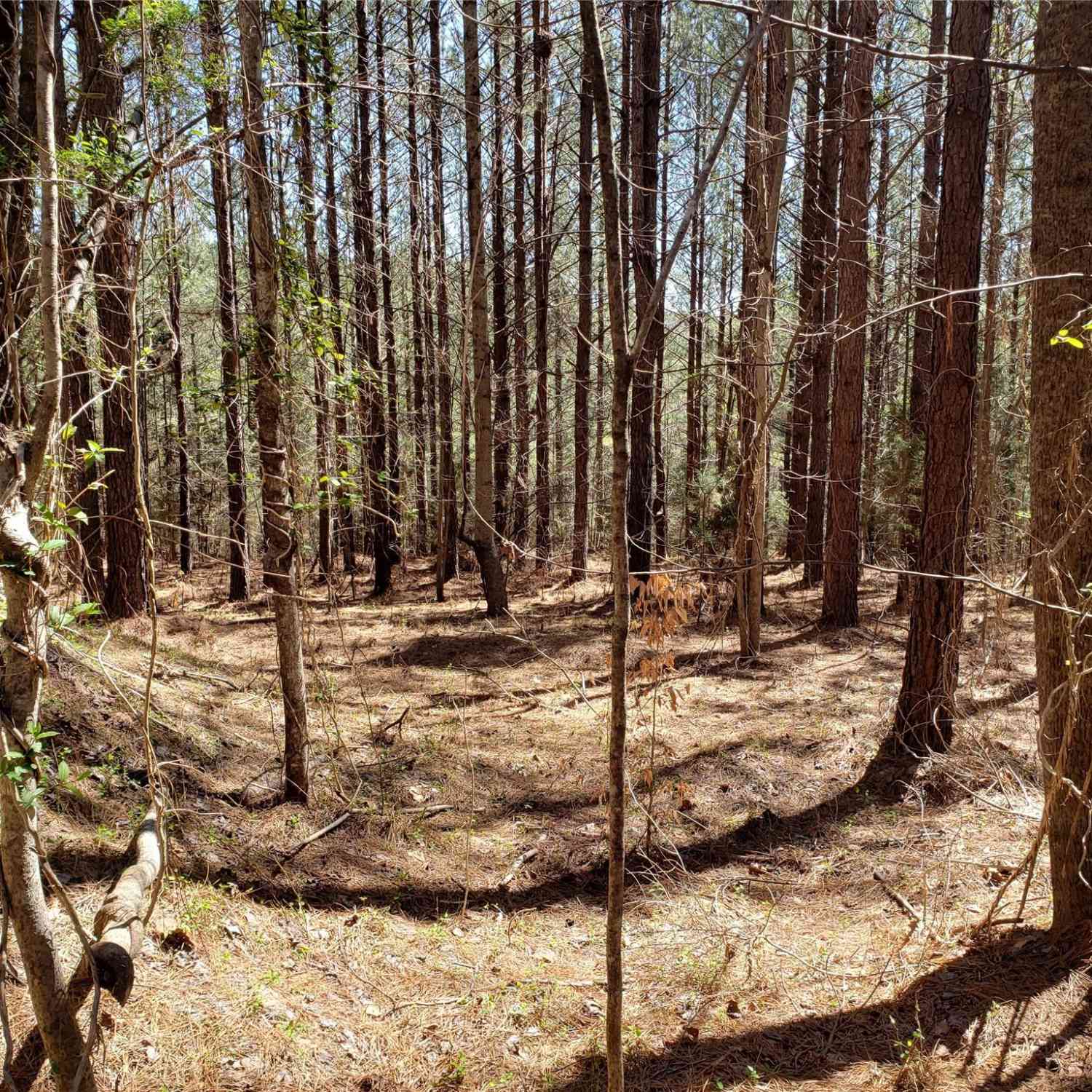 Bitterroot Circle #227, Rutherfordton, North Carolina image 3