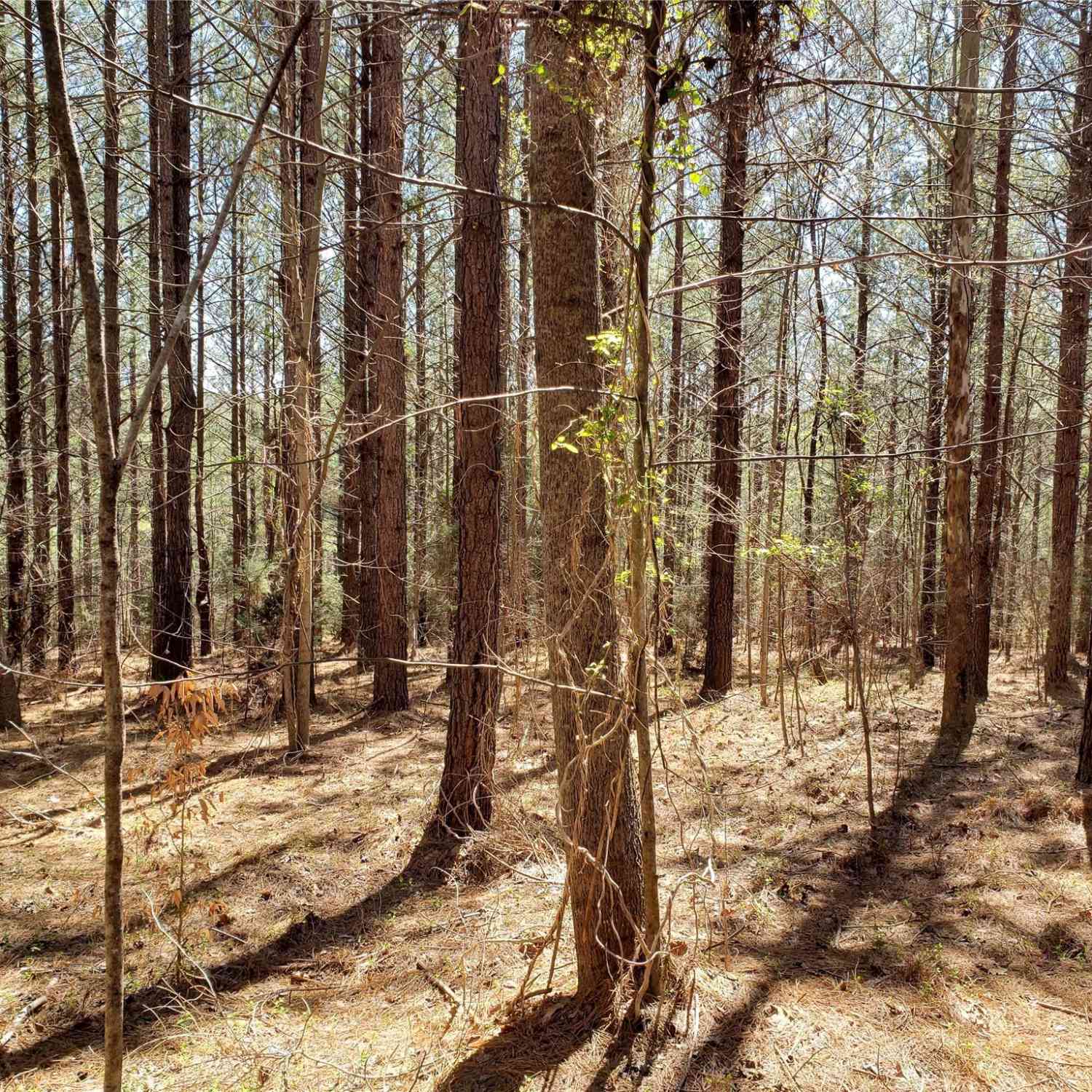 Bitterroot Circle #227, Rutherfordton, North Carolina image 7