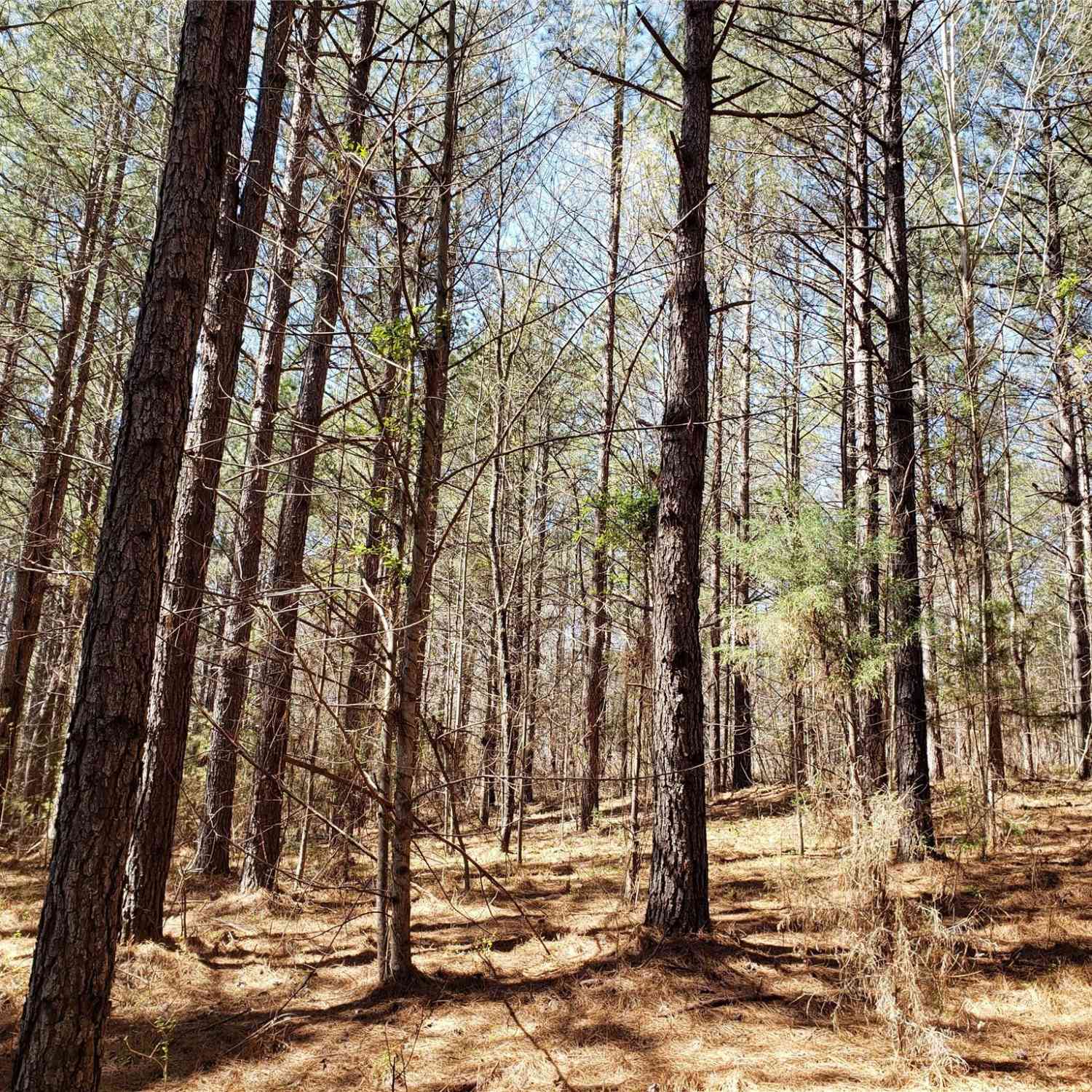 Bitterroot Circle #227, Rutherfordton, North Carolina image 8