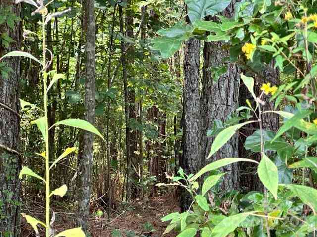 100 Shortoff Trail, Valdese, North Carolina image 4