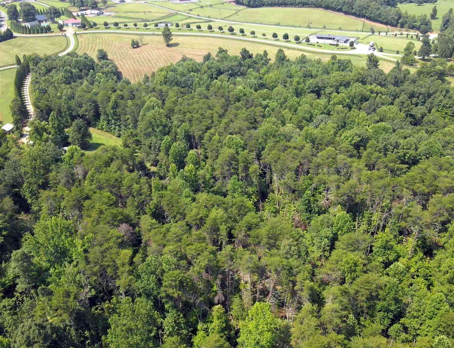 23.61 Acres Blackwood Road, Columbus, North Carolina image 6