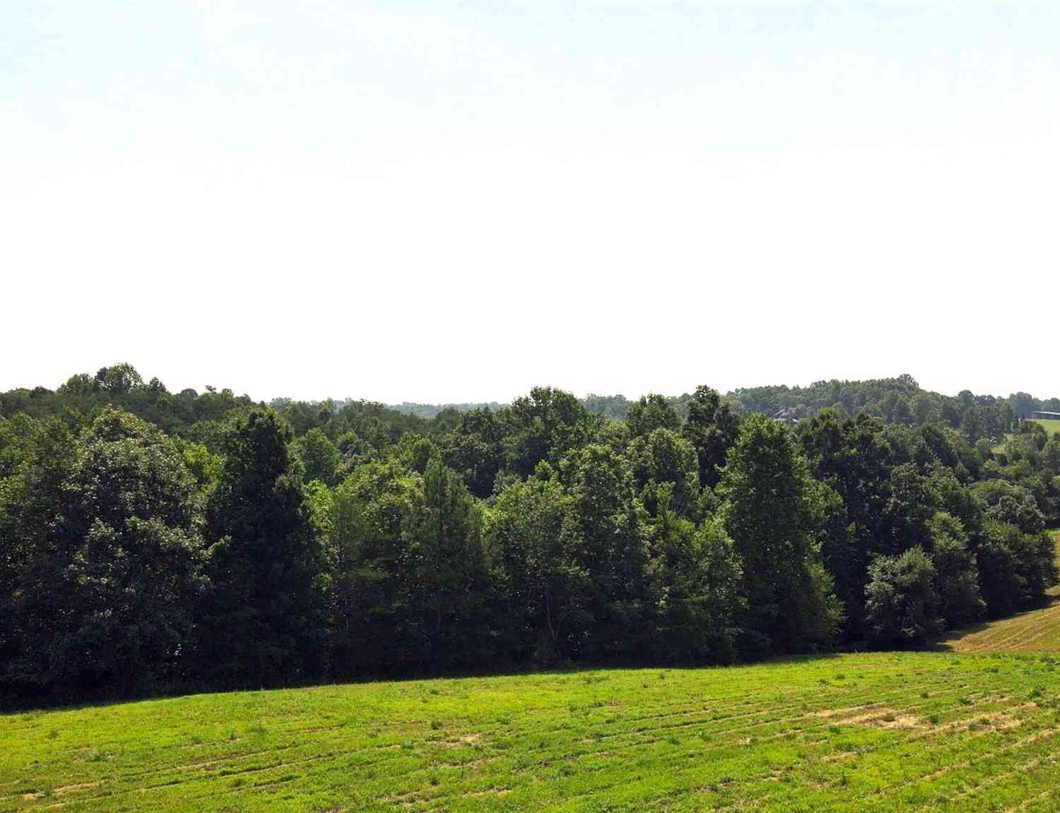 23.61 Acres Blackwood Road, Columbus, North Carolina image 12