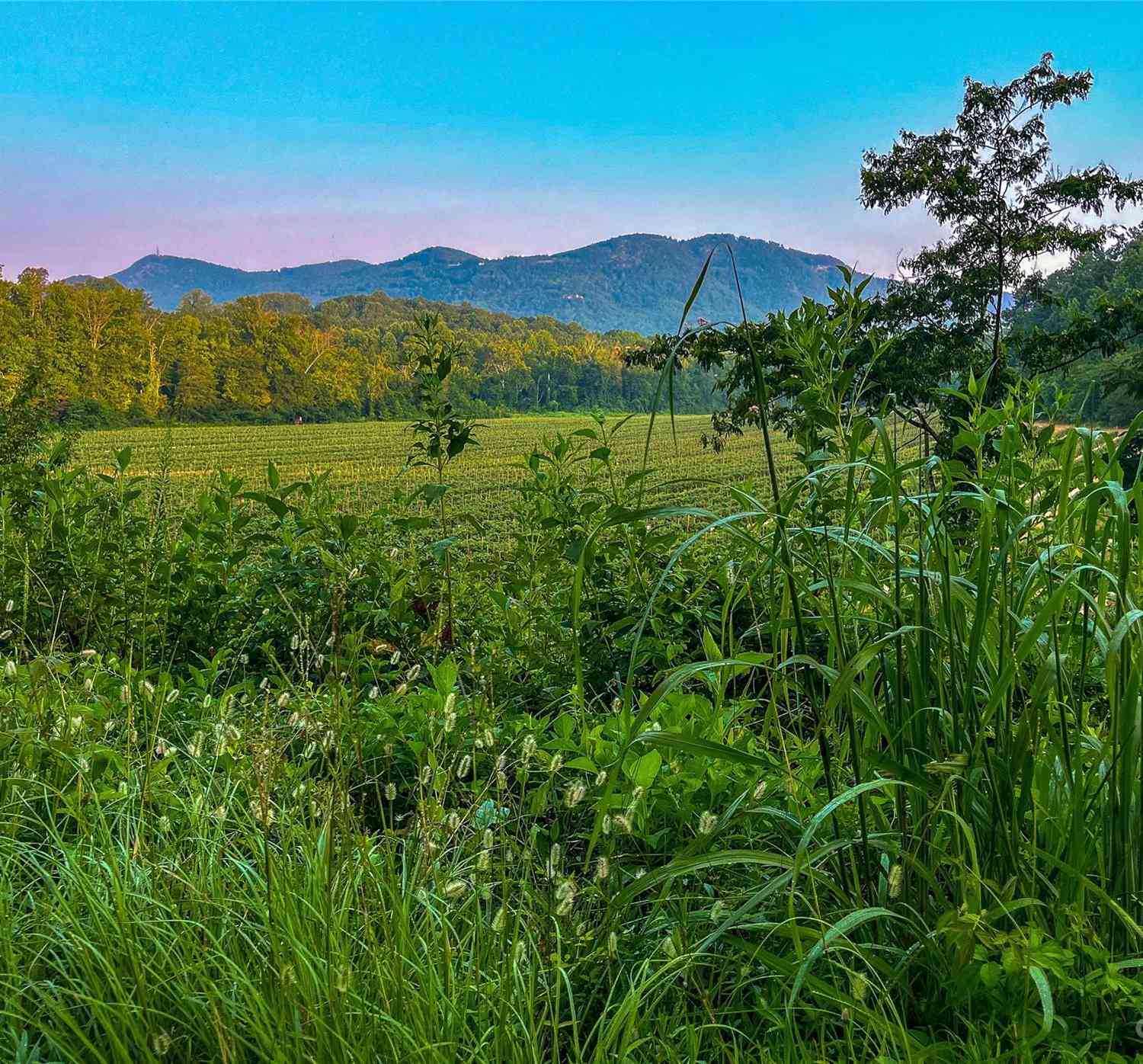 Fox Mountain Road #1, Columbus, North Carolina image 4