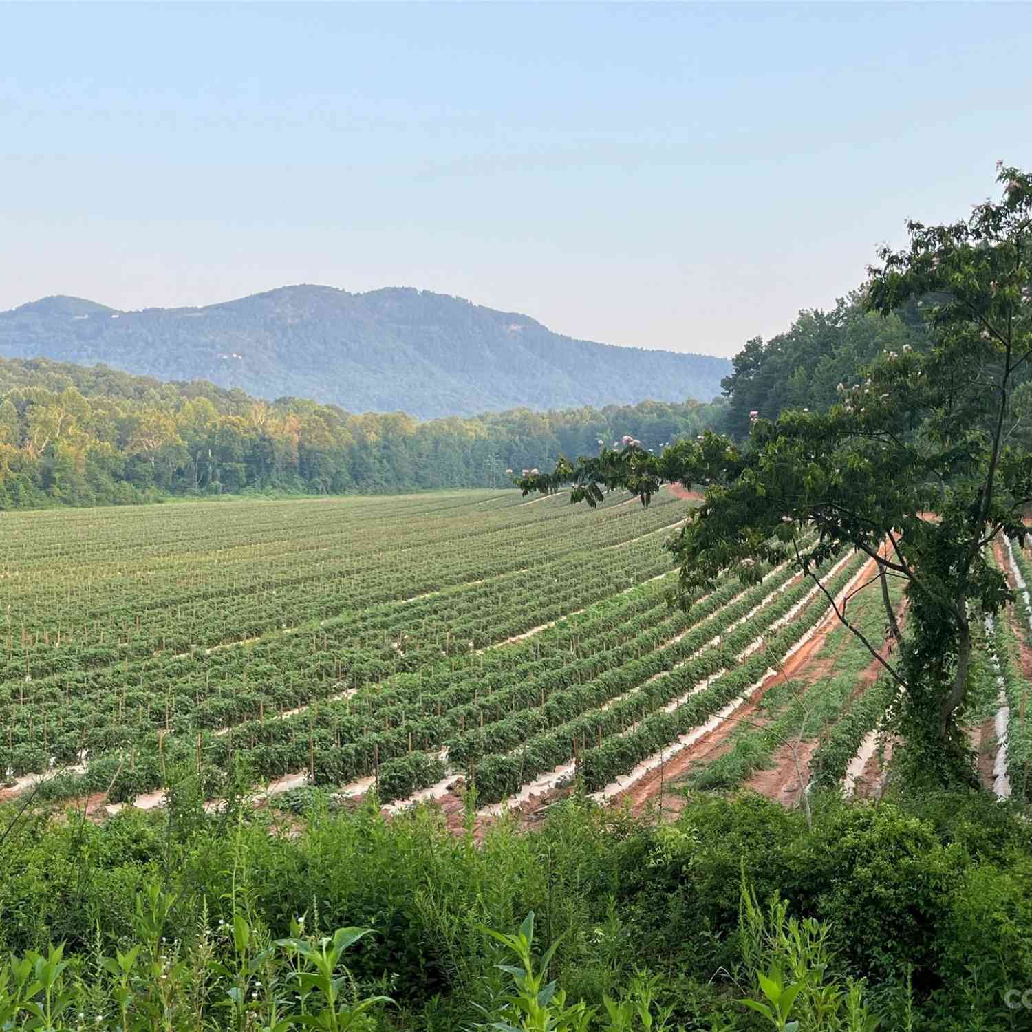 Fox Mountain Road #2, Columbus, North Carolina image 3