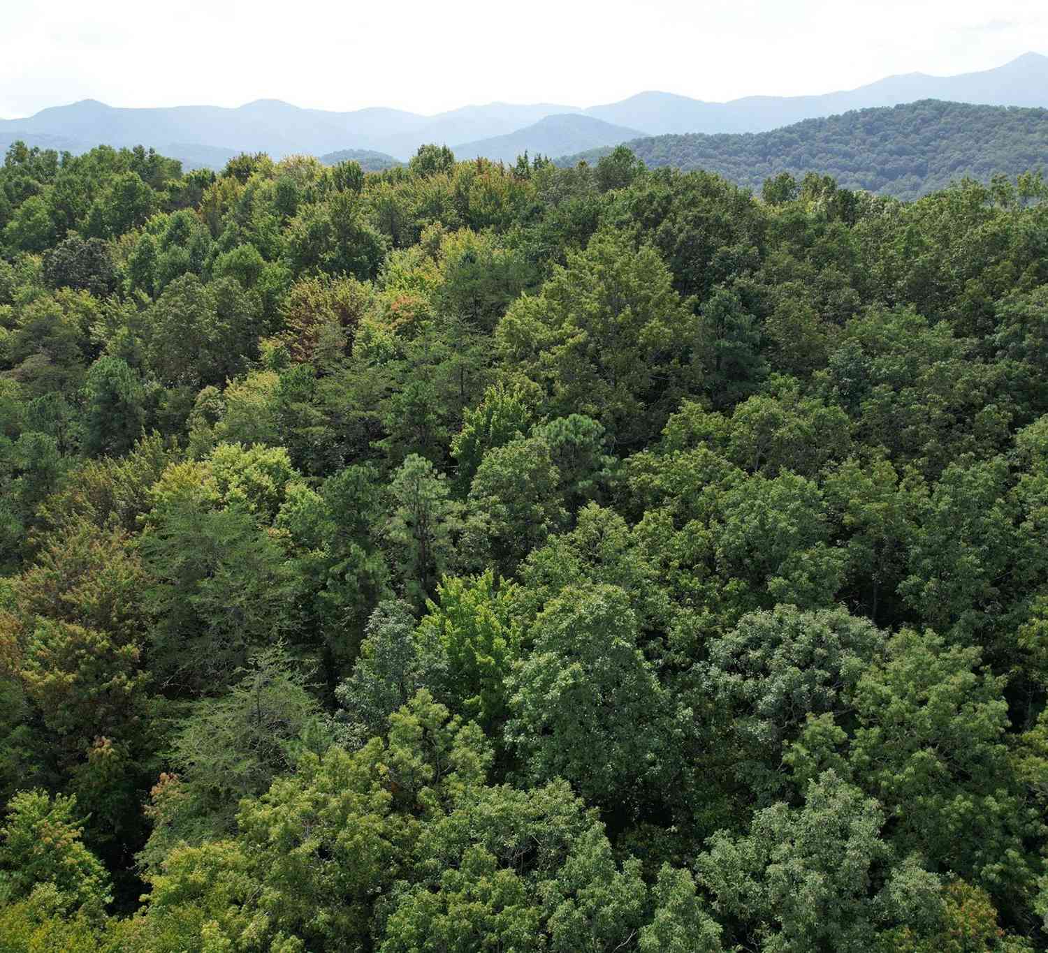 00000 Screech Owl Drive, Candler, North Carolina image 6