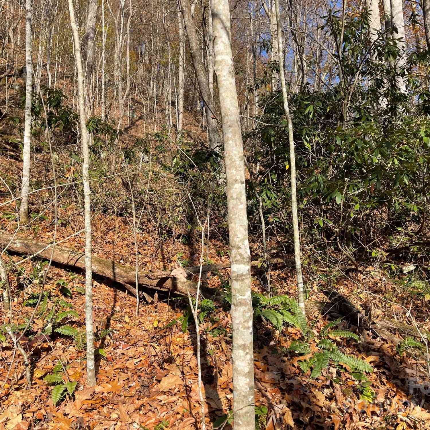 00 Foster Creek Road, Marshall, North Carolina image 10