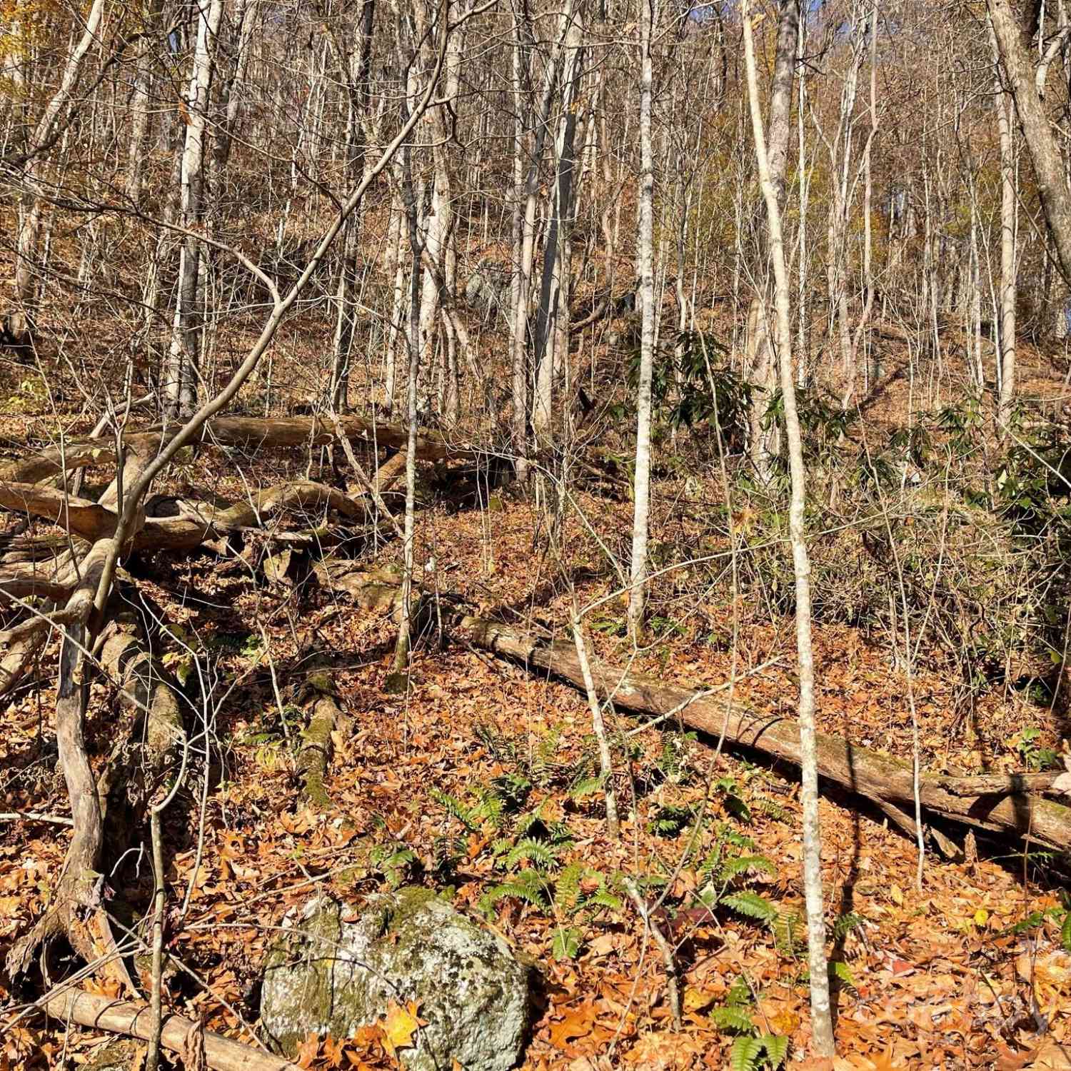 00 Foster Creek Road, Marshall, North Carolina image 9