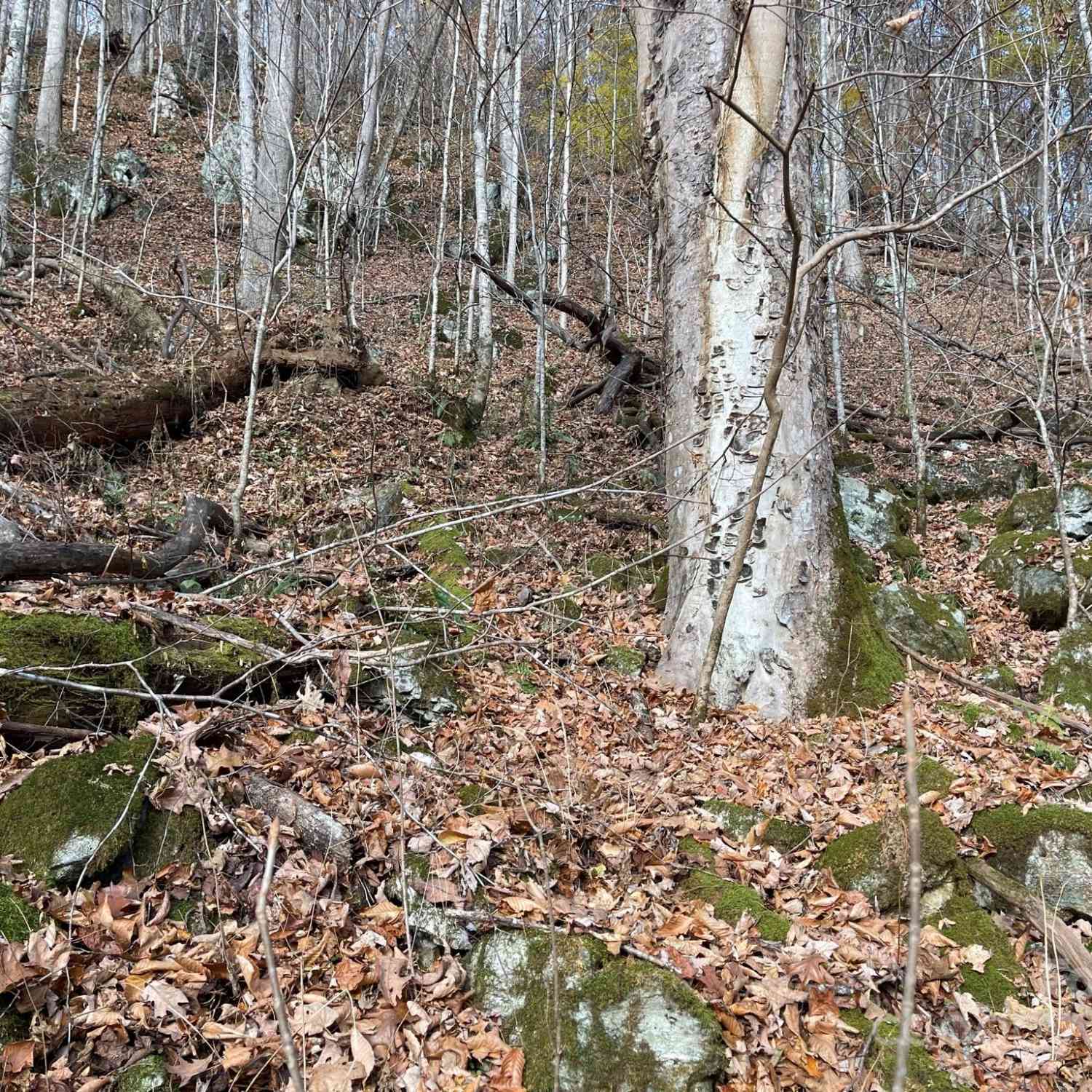 00 Foster Creek Road, Marshall, North Carolina image 11