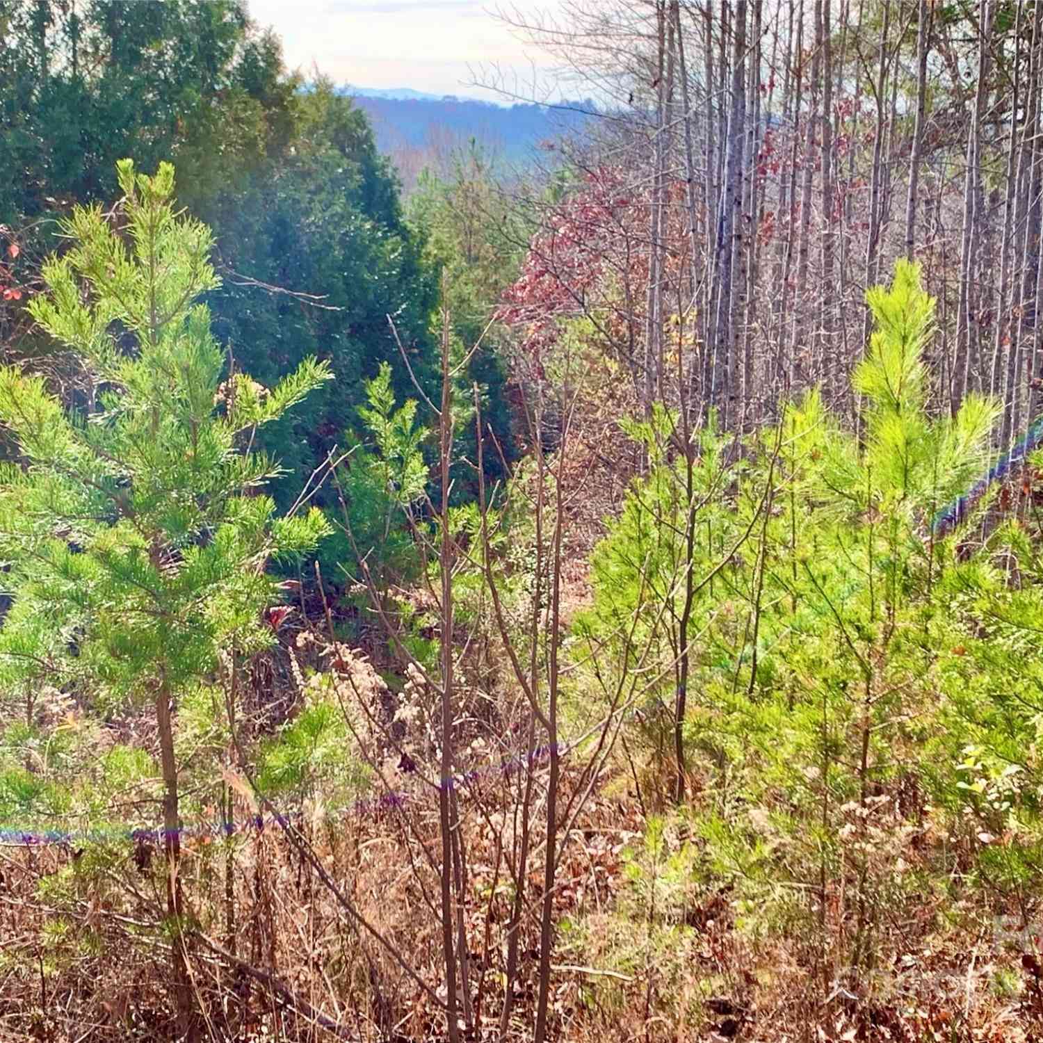 2.53 Acres Lot 602 Low Valley Way #LOT 602, Lenoir, North Carolina image 9