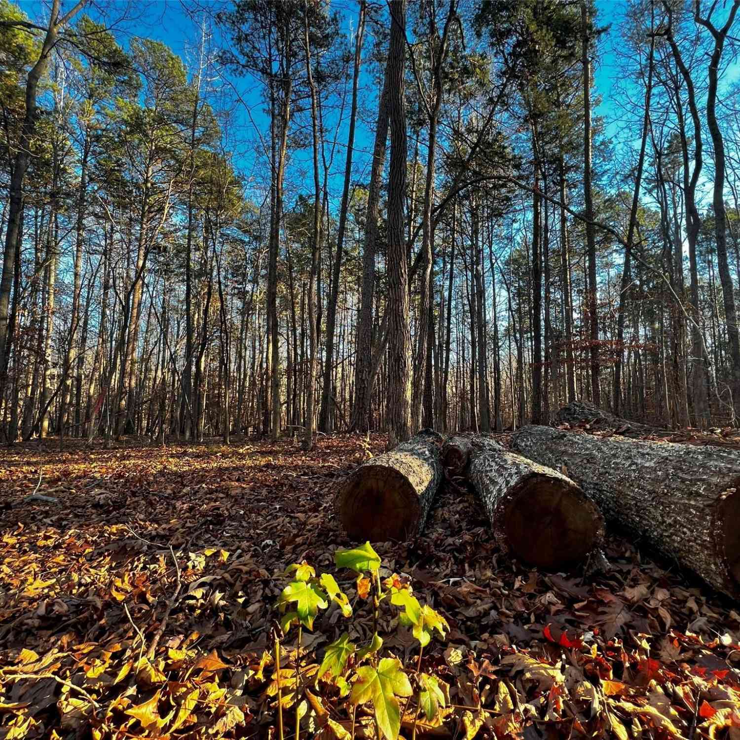 126 Hunt Camp Trail #20, Davidson, North Carolina image 4