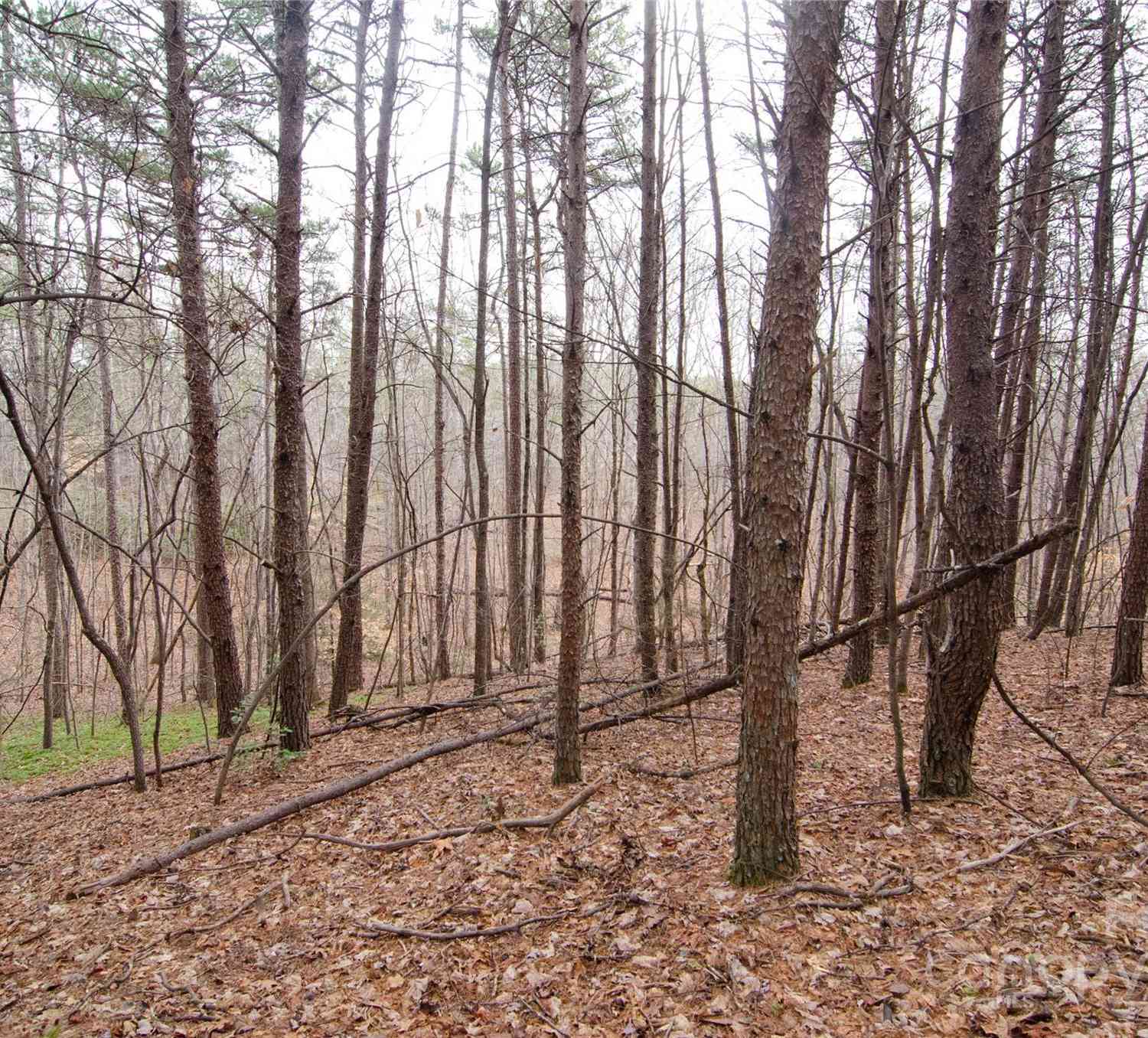 Rainbow Rapids Road, Rutherfordton, North Carolina image 4