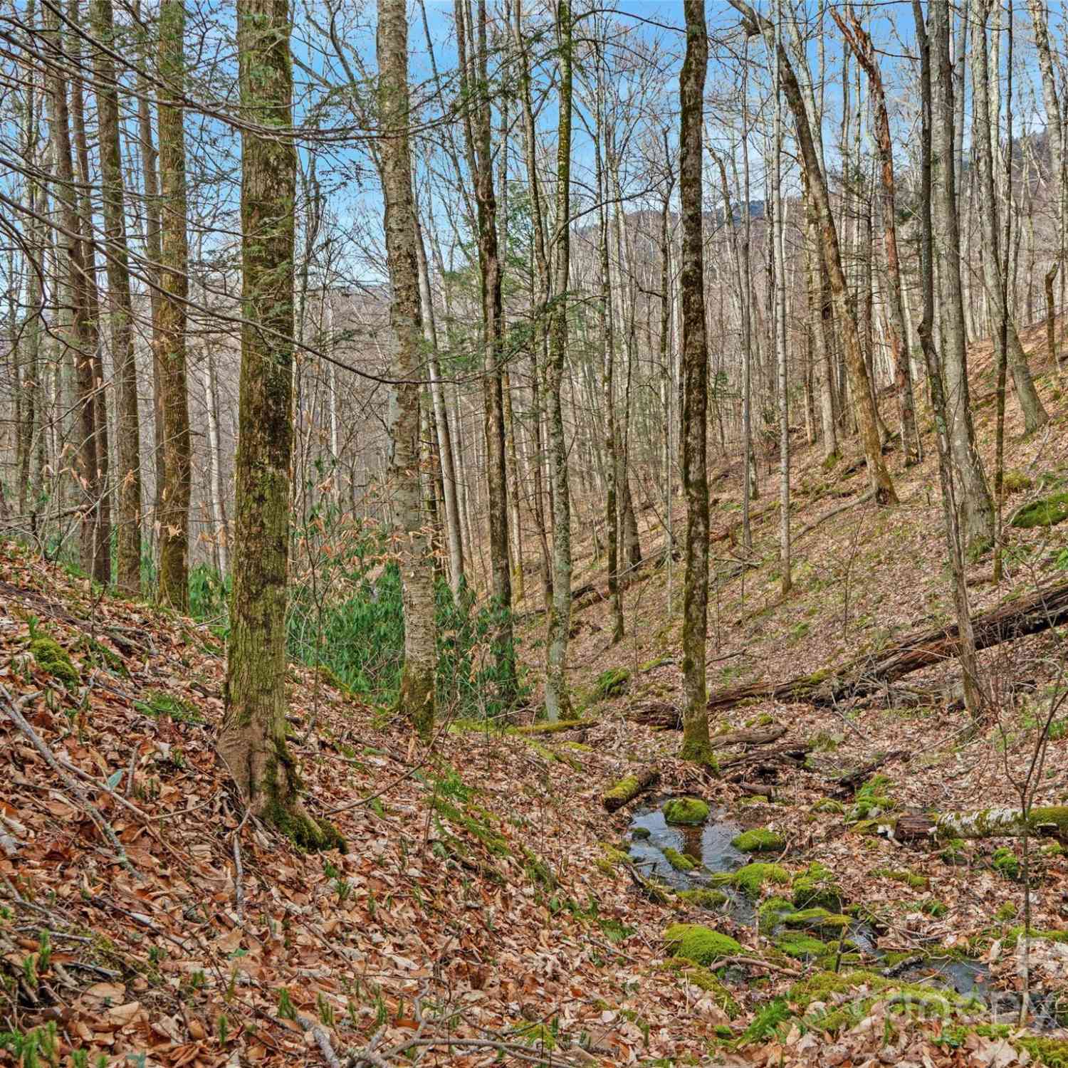 3 +/- Acres Mountain Laurel Lane, Burnsville, North Carolina image 3