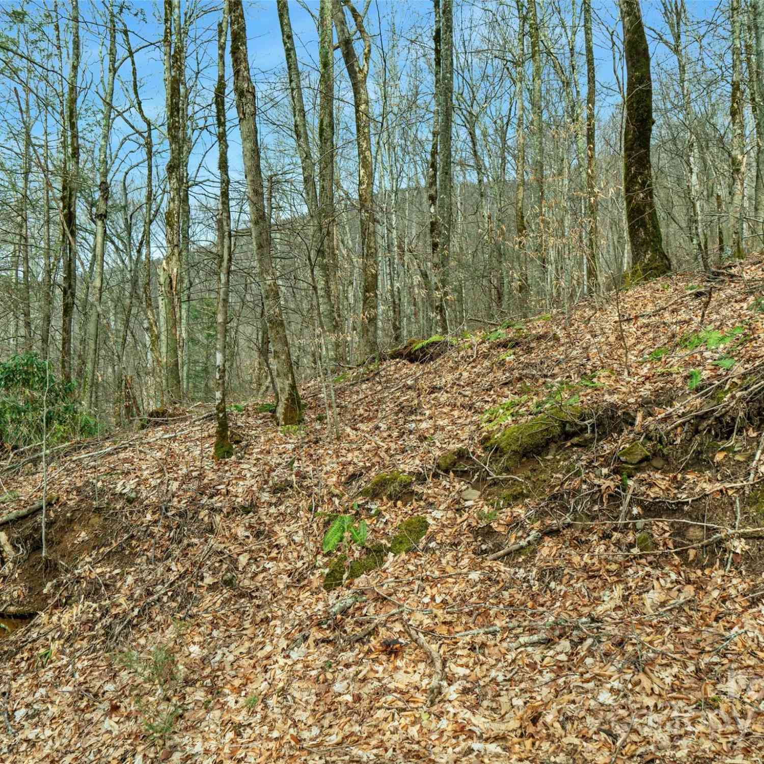 3 +/- Acres Mountain Laurel Lane, Burnsville, North Carolina image 10