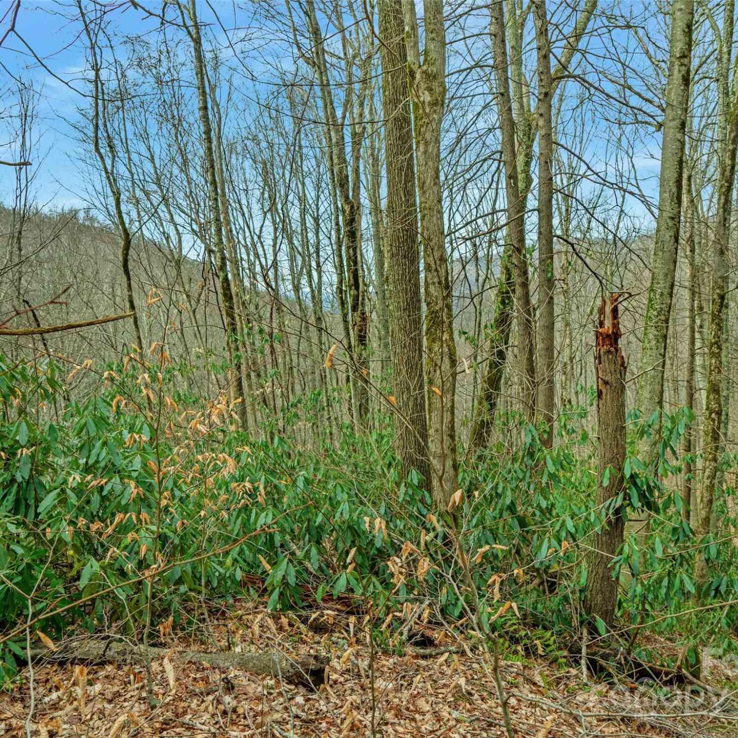 3 +/- Acres Mountain Laurel Lane, Burnsville, North Carolina image 5