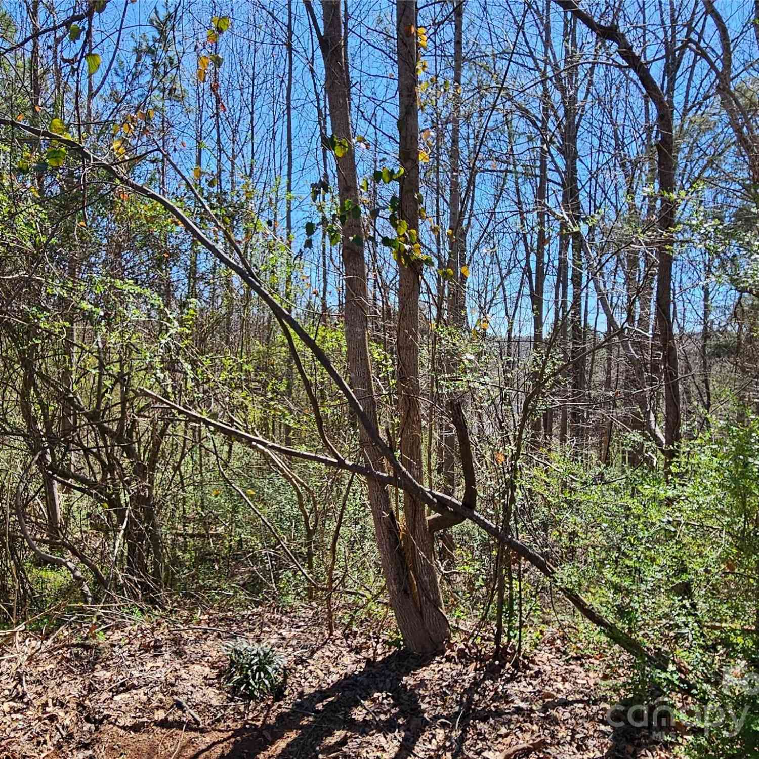 Gray Court #56  55, Rutherfordton, North Carolina image 3