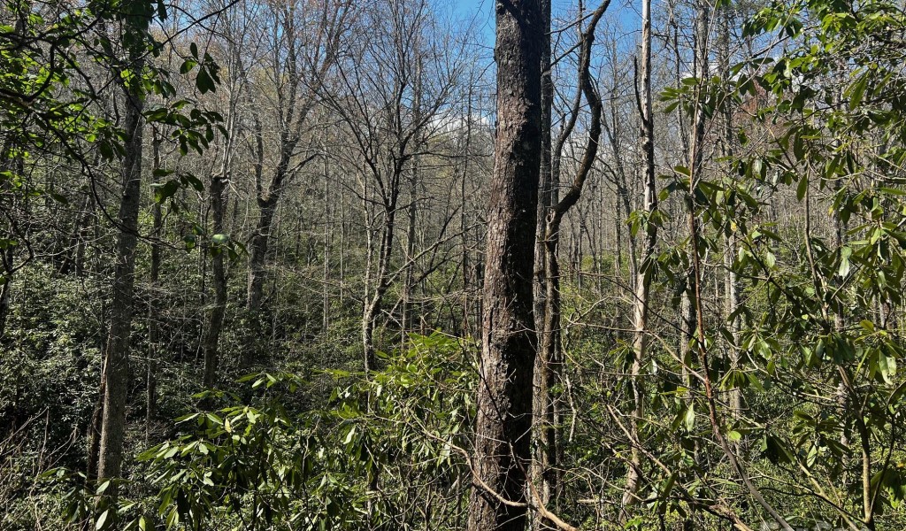 5100 Homer Mccall Road, Lake Toxaway, North Carolina image 8