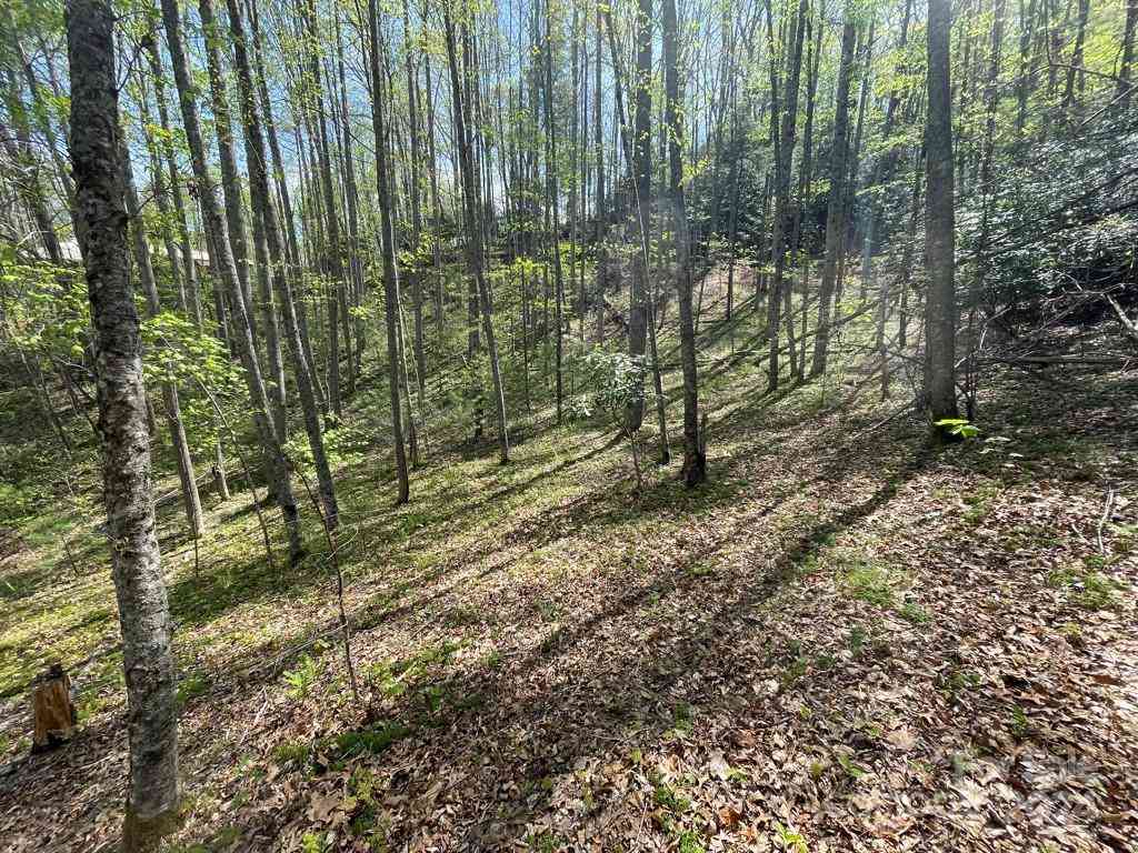 0000 Cawood Lane, Clyde, North Carolina image 1