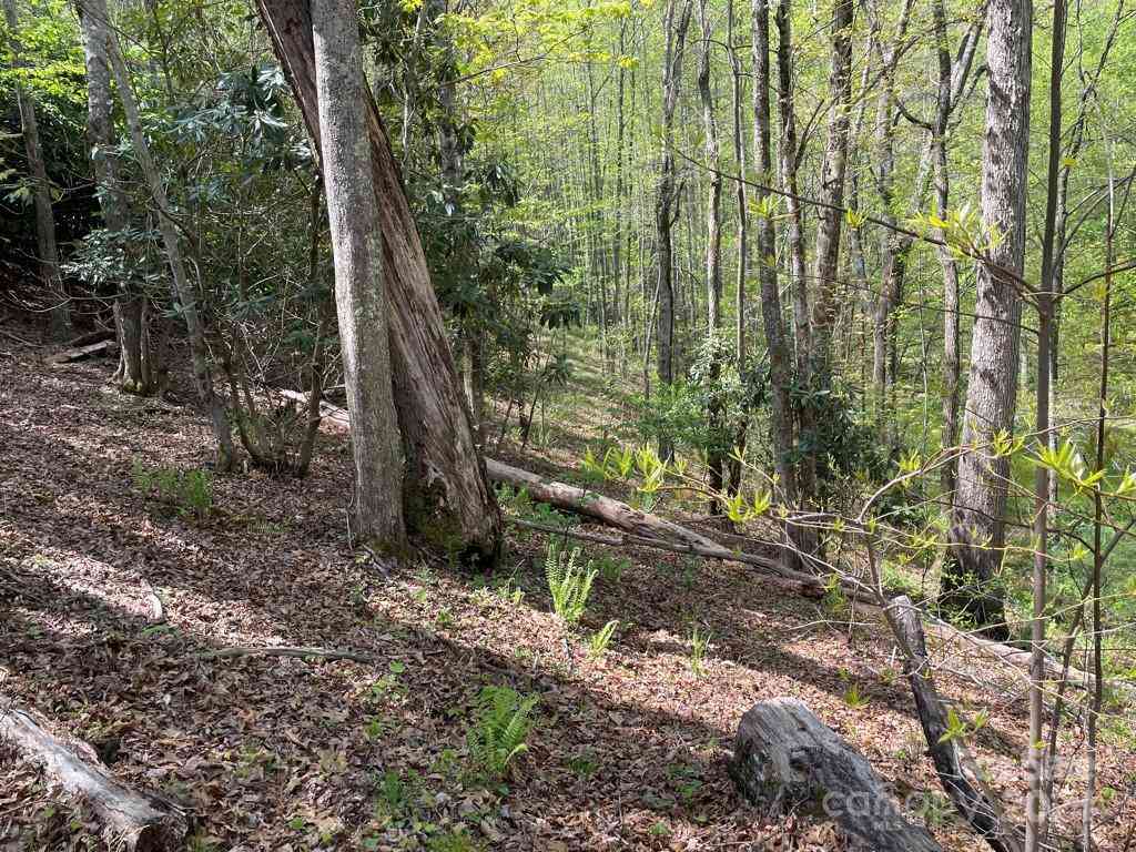 0000 Cawood Lane, Clyde, North Carolina image 12