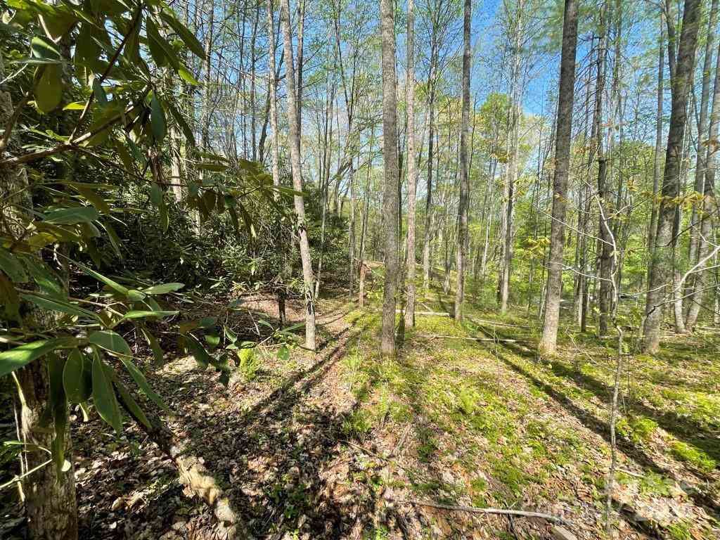 0000 Cawood Lane, Clyde, North Carolina image 8