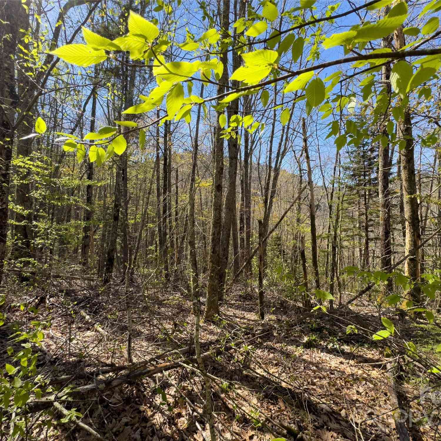 Lot 80/81 Shangri Lane #80/81, Qualla, North Carolina image 9