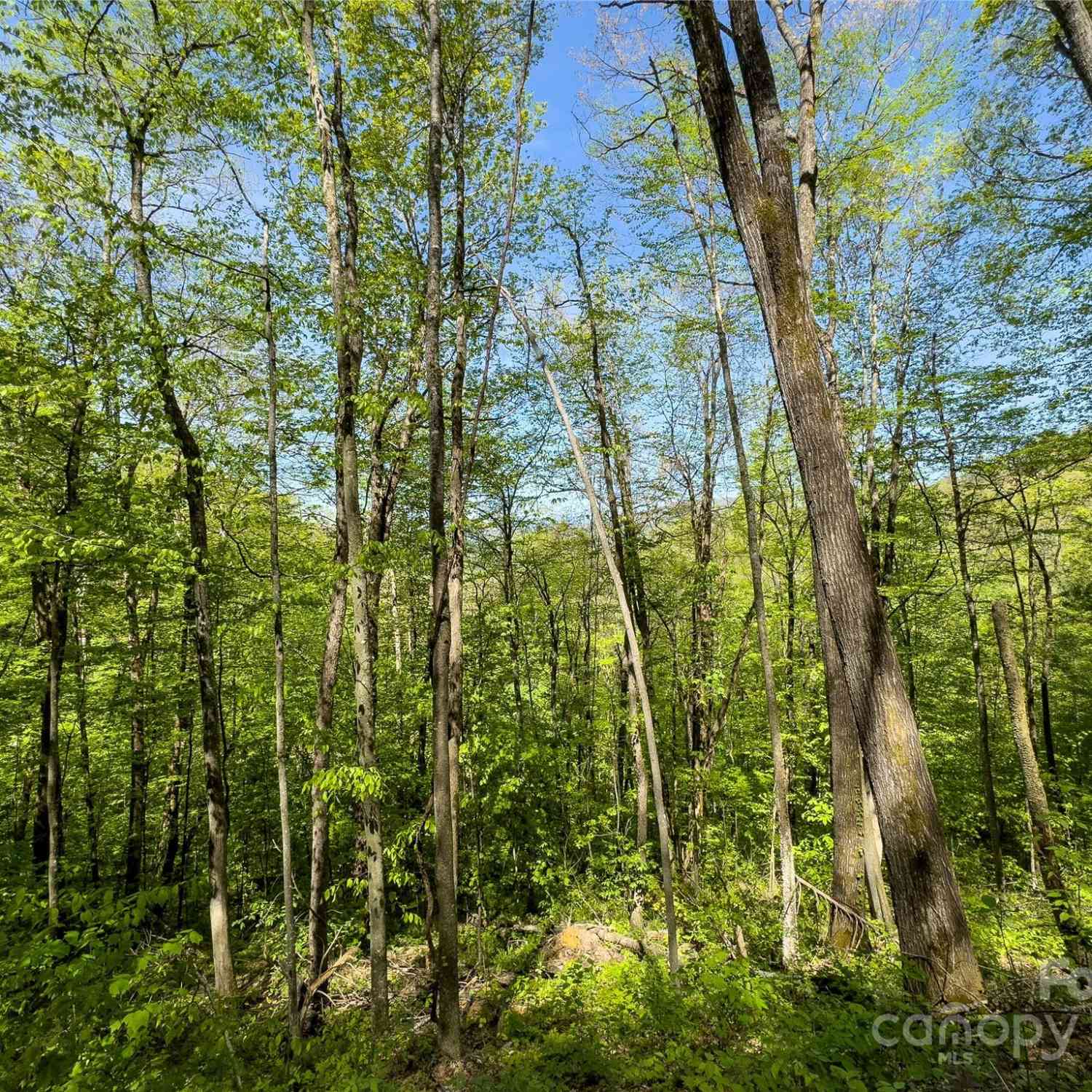 Lot 74 Black Rock Road #74, Qualla, North Carolina image 16