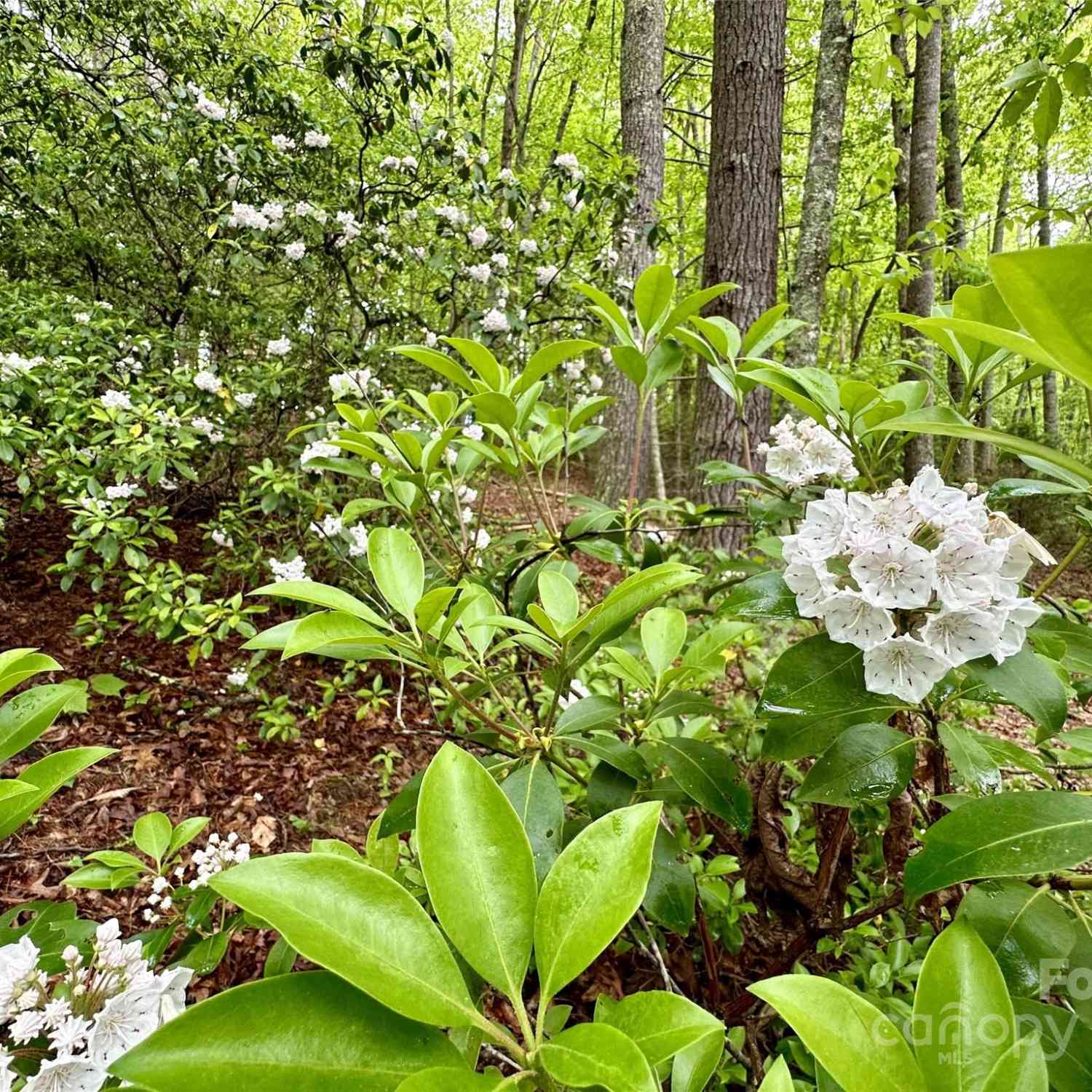 Lot 11 Wildlife Drive, Clyde, North Carolina image 7