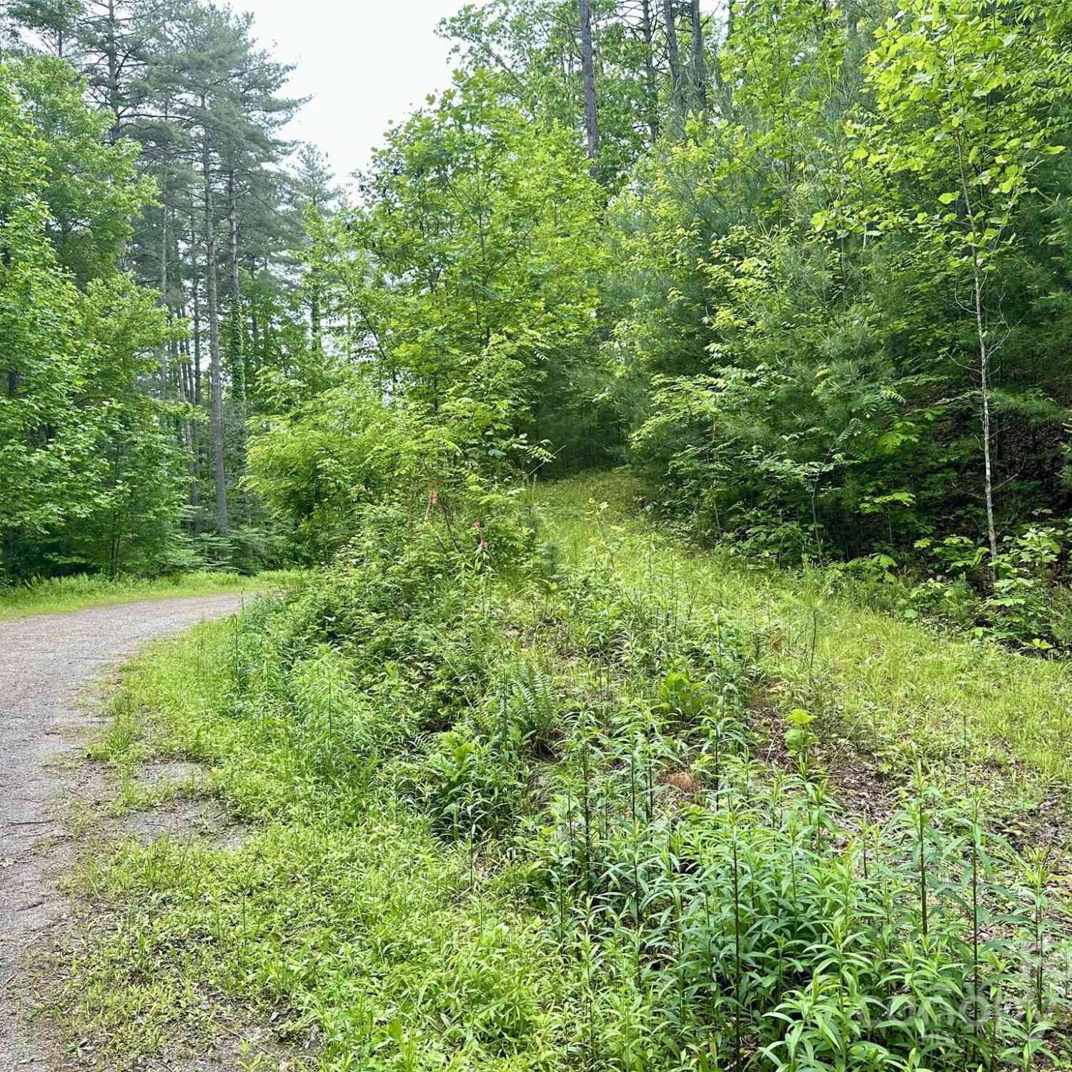 Lot 11 Wildlife Drive, Clyde, North Carolina image 1