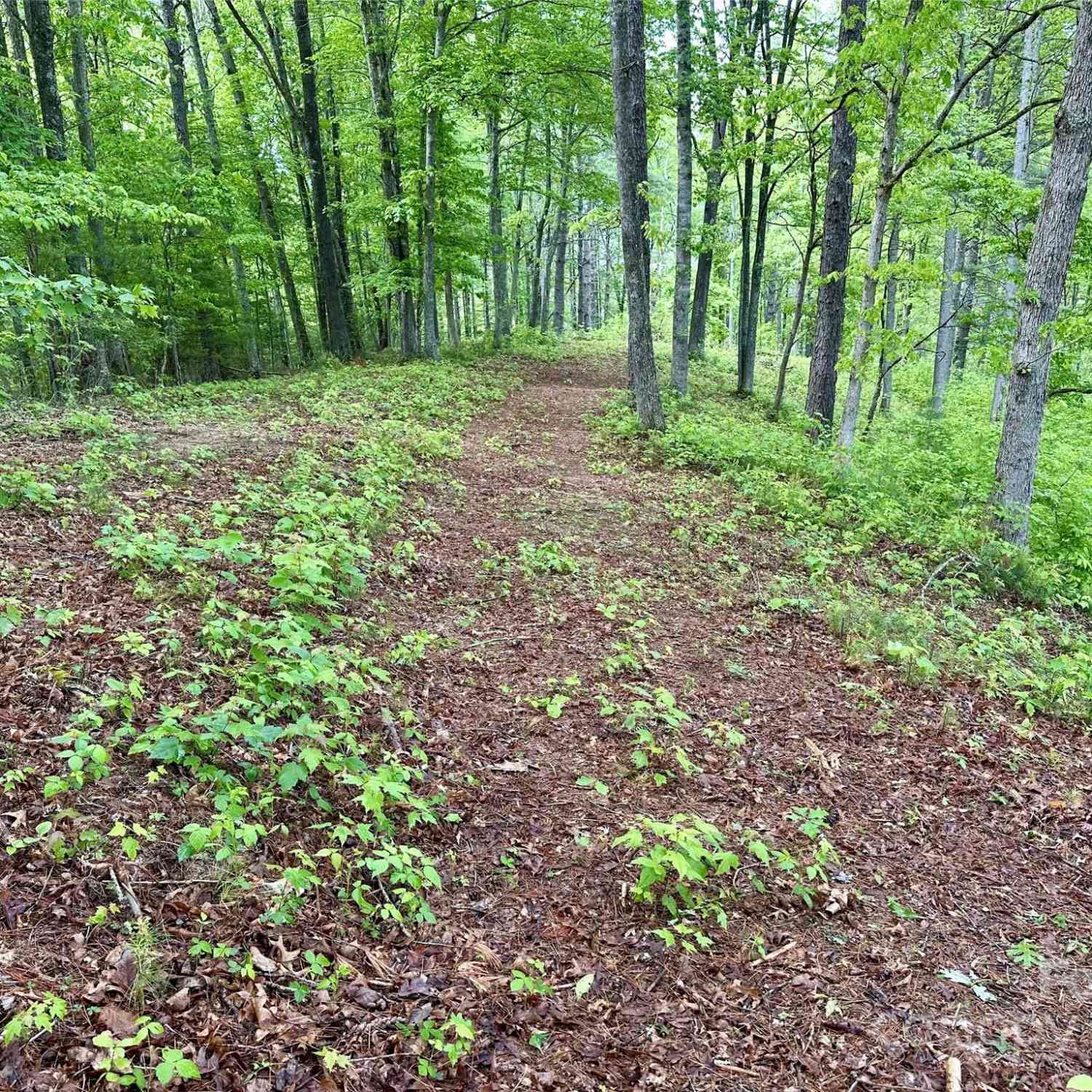 Lot 11 Wildlife Drive, Clyde, North Carolina image 6