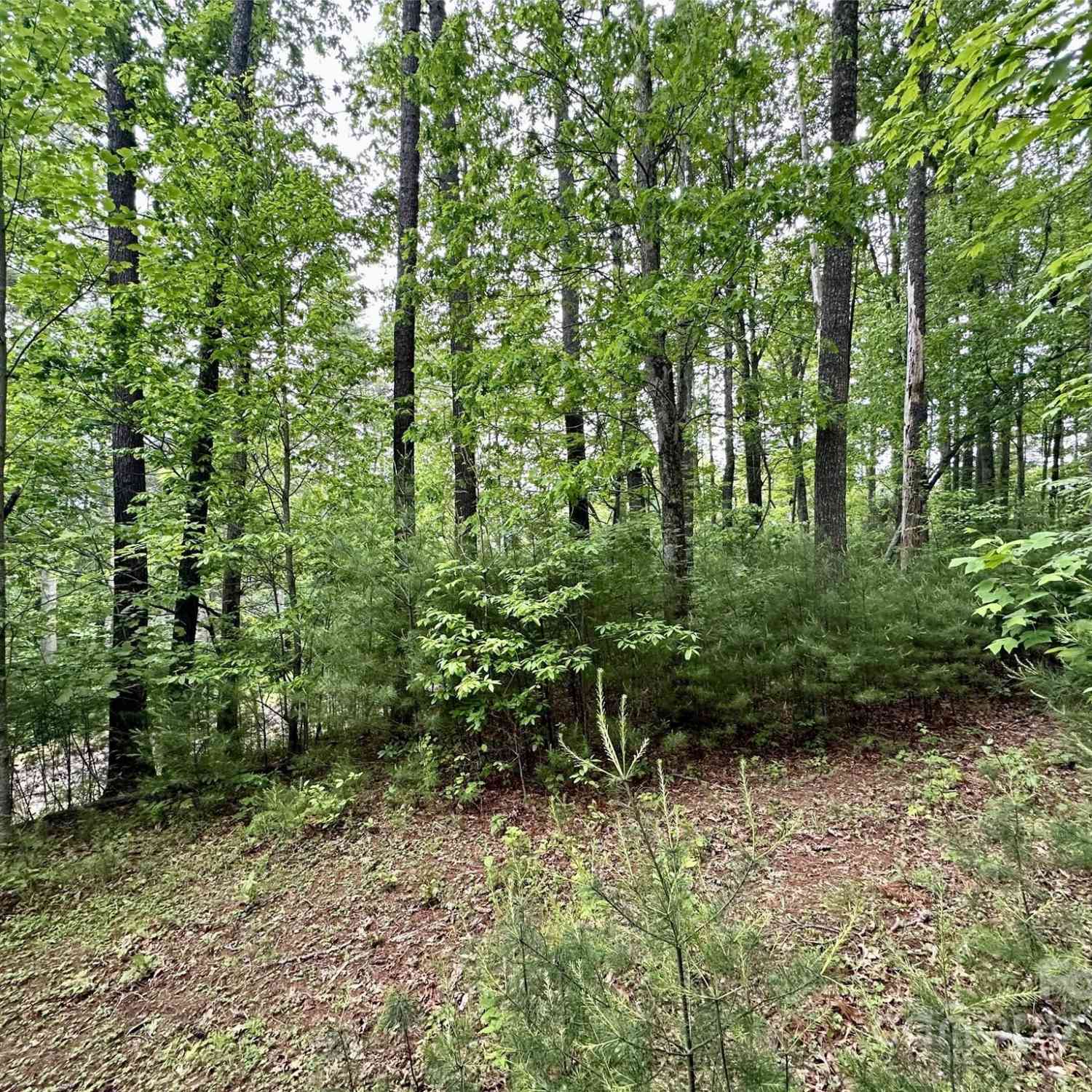 Lot 11 Wildlife Drive, Clyde, North Carolina image 5