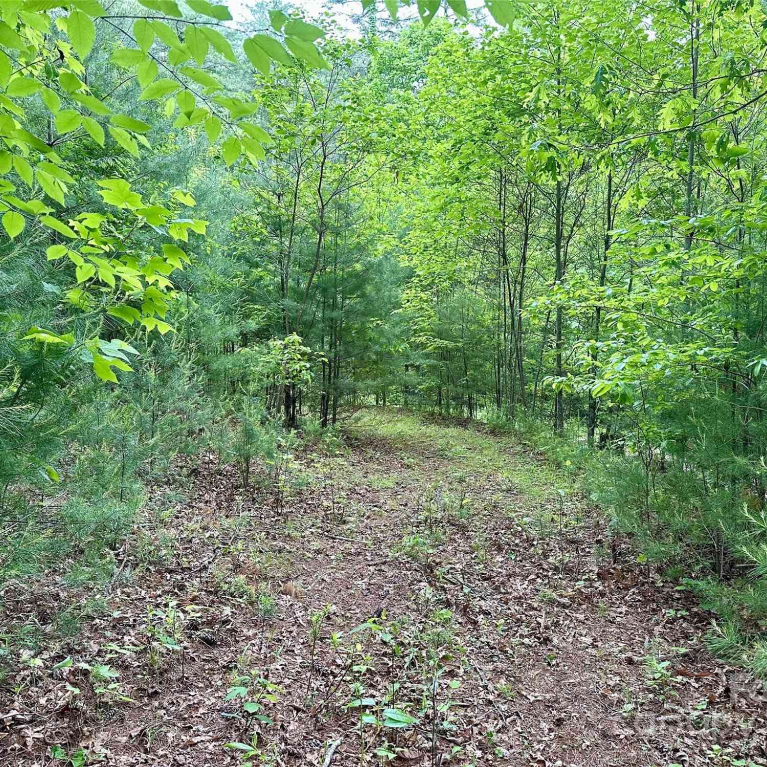 Lot 11 Wildlife Drive, Clyde, North Carolina image 3
