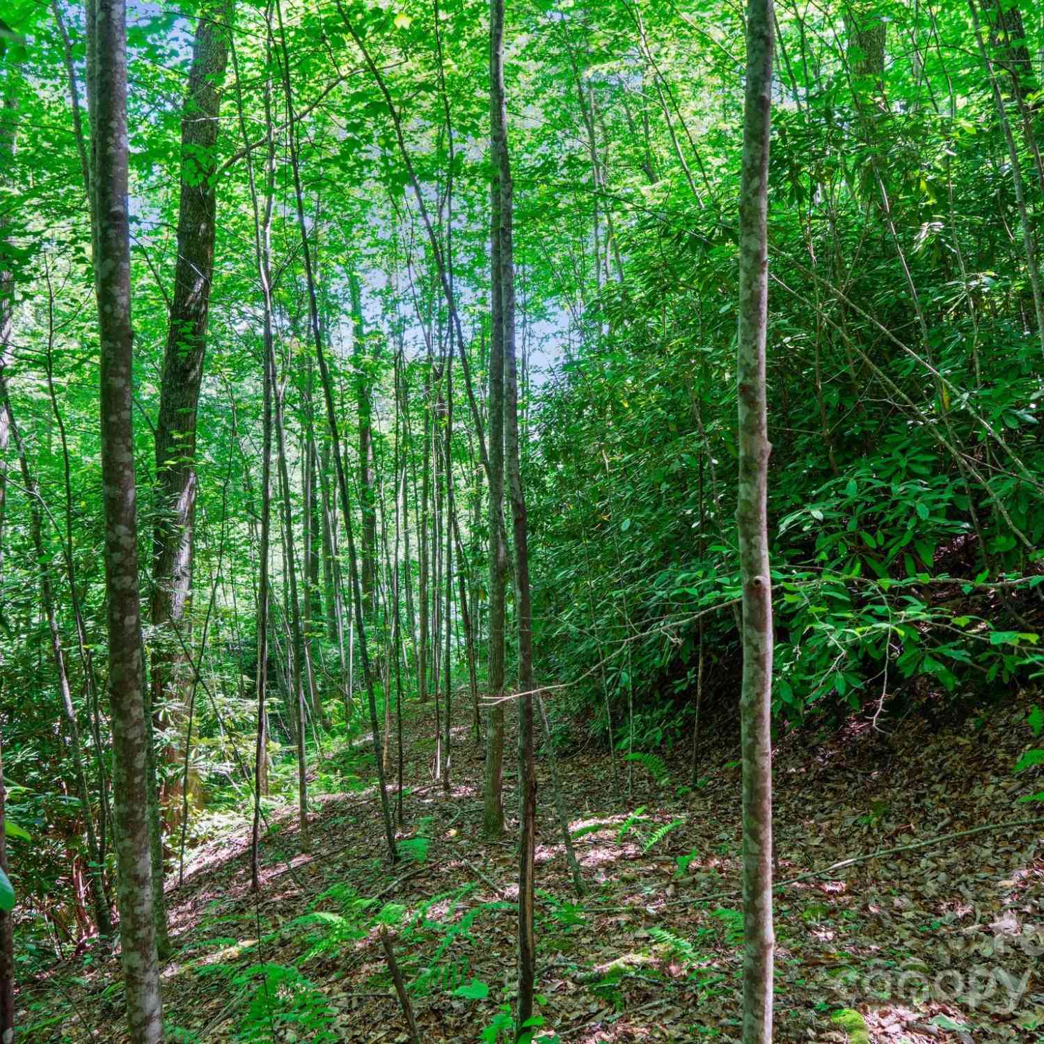 0000 Winterview Trail #1, Hendersonville, North Carolina image 28