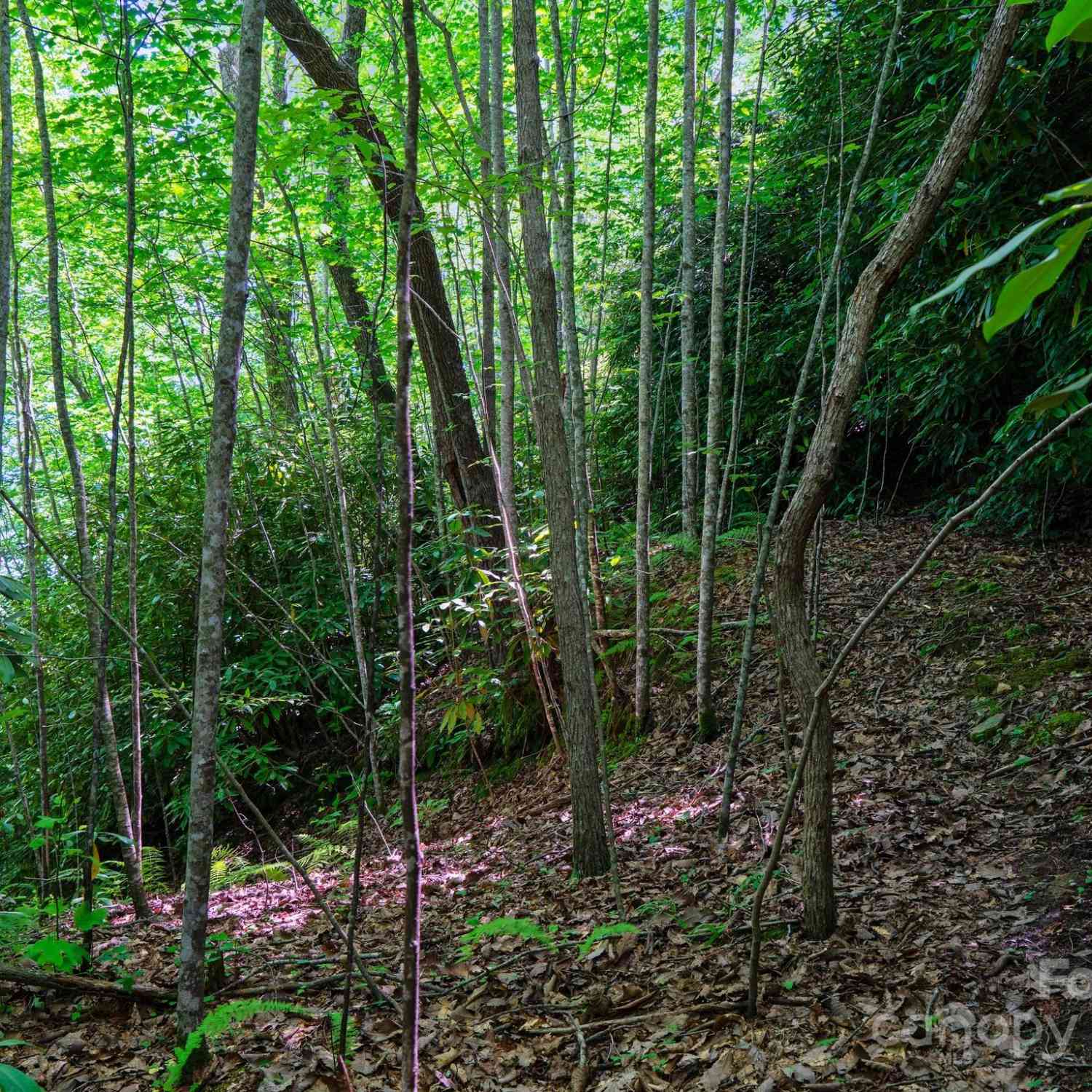 0000 Winterview Trail #1, Hendersonville, North Carolina image 27