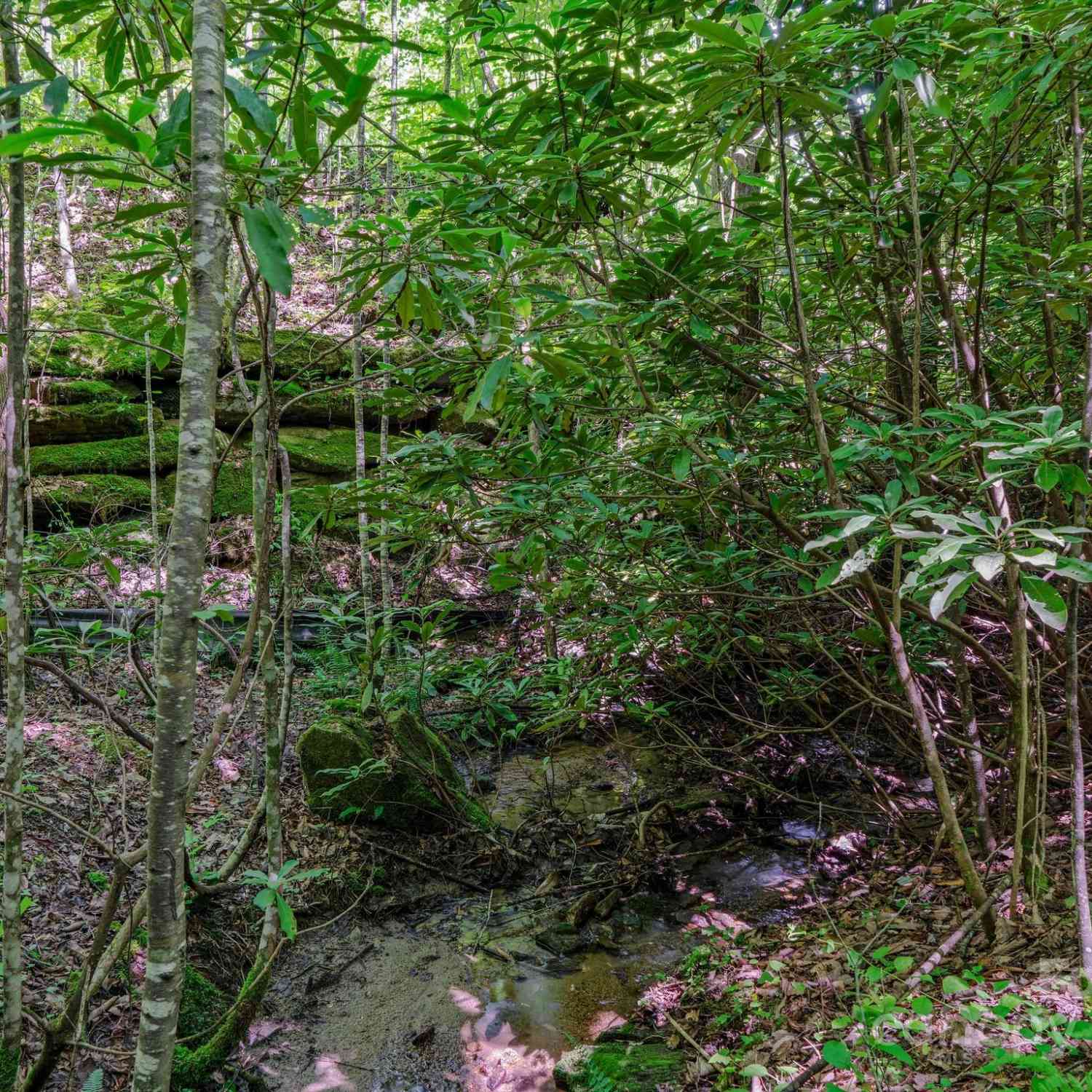 0000 Winterview Trail #1, Hendersonville, North Carolina image 26