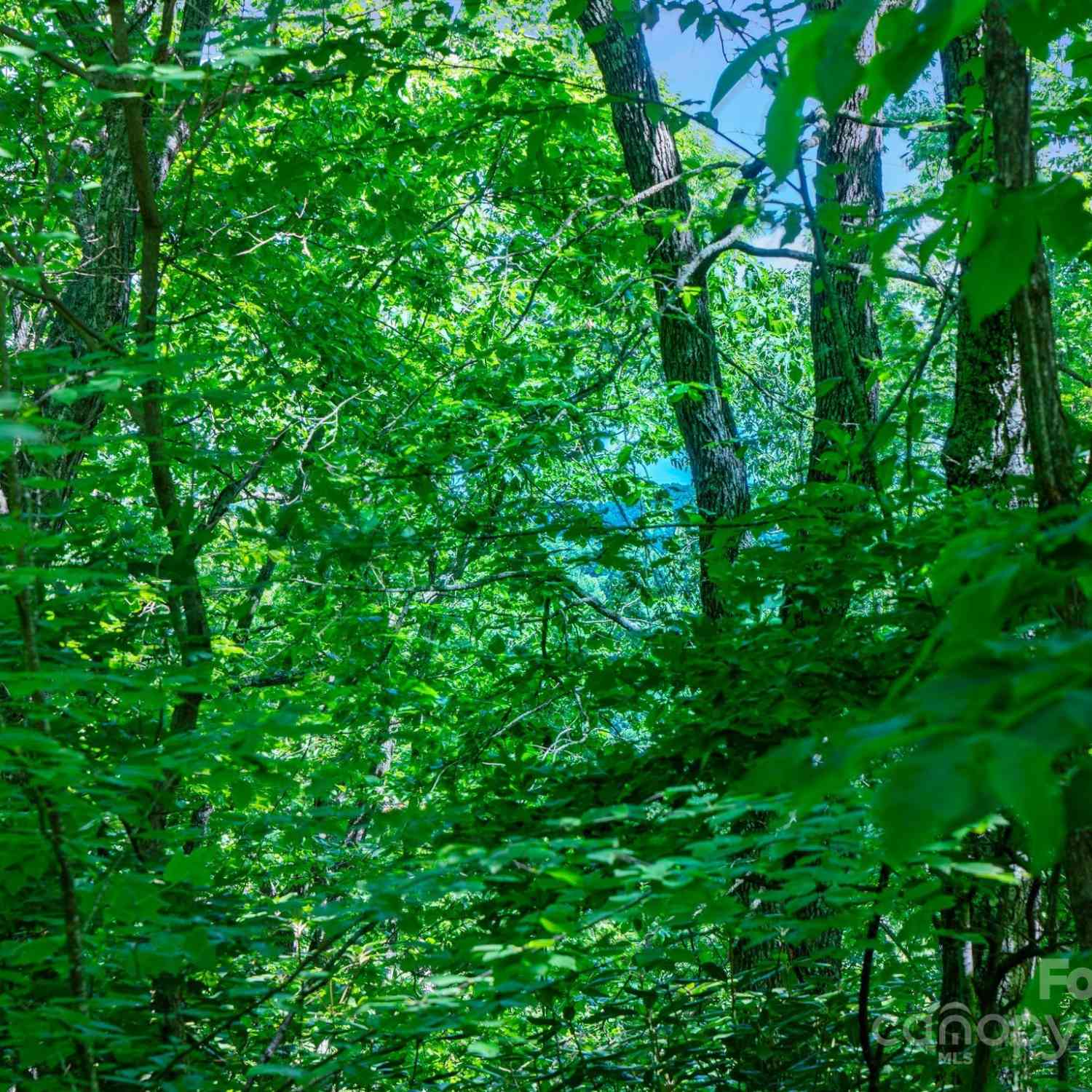 0000 Winterview Trail #1, Hendersonville, North Carolina image 30