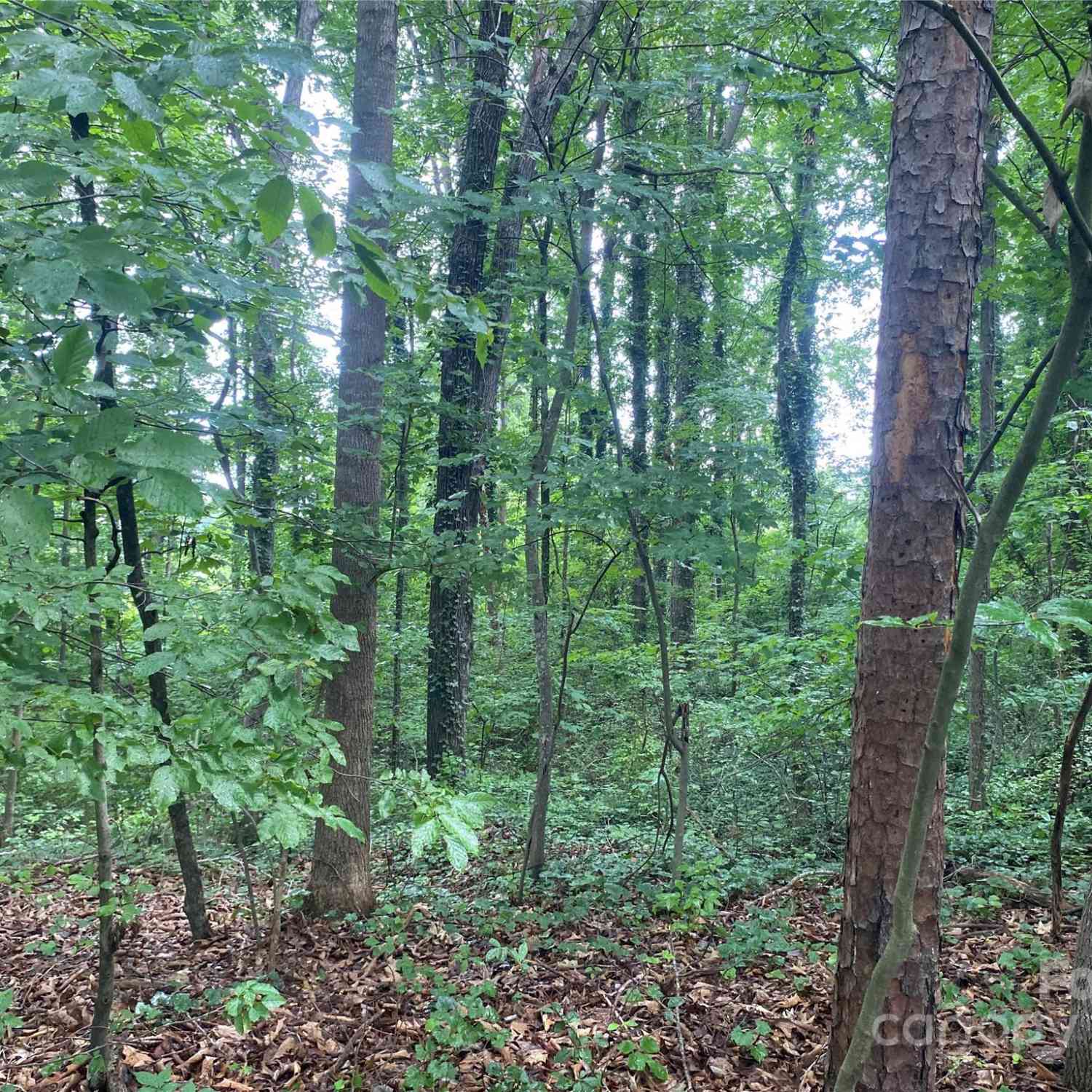 00 Caleb Road, Shelby, North Carolina image 14
