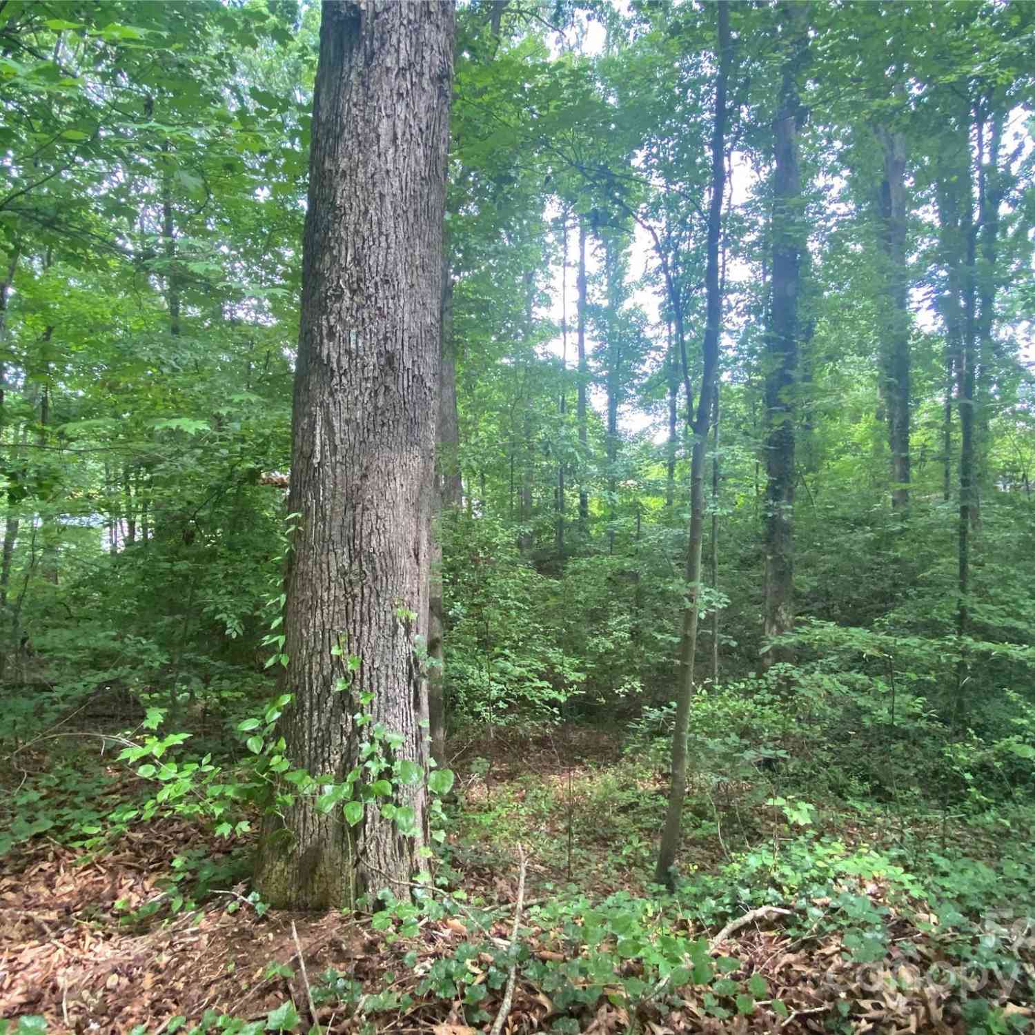 00 Caleb Road, Shelby, North Carolina image 23