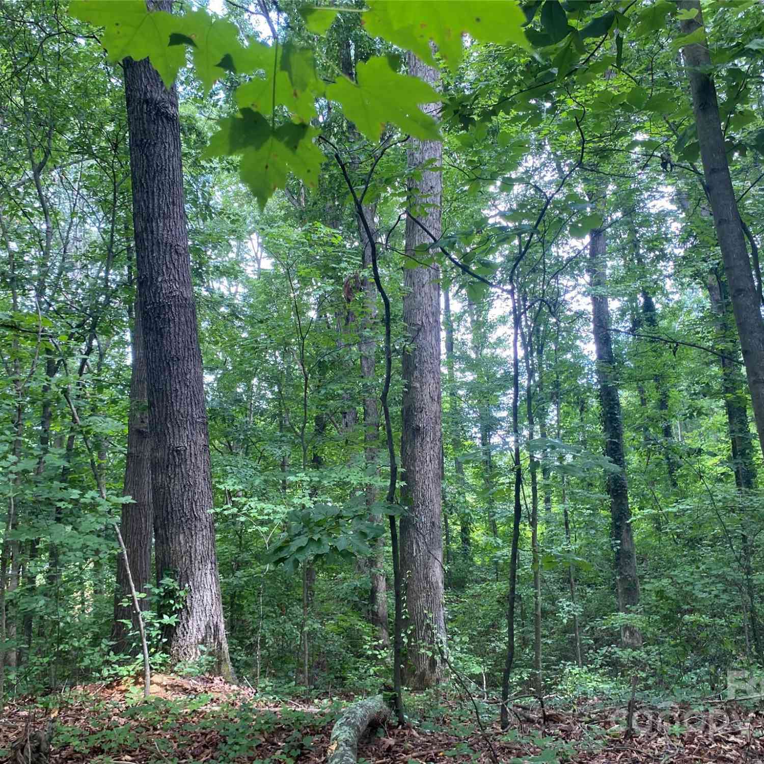 00 Caleb Road, Shelby, North Carolina image 15