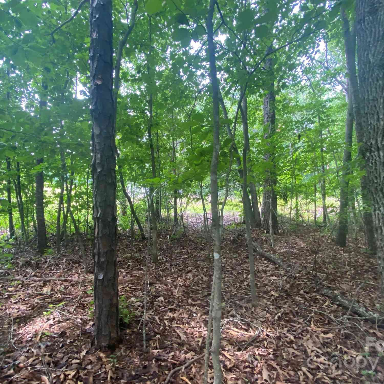 00 Caleb Road, Shelby, North Carolina image 25