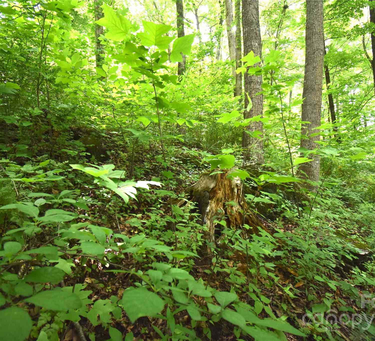 Lots 105&106 Cicada Drive, Maggie Valley, North Carolina image 11