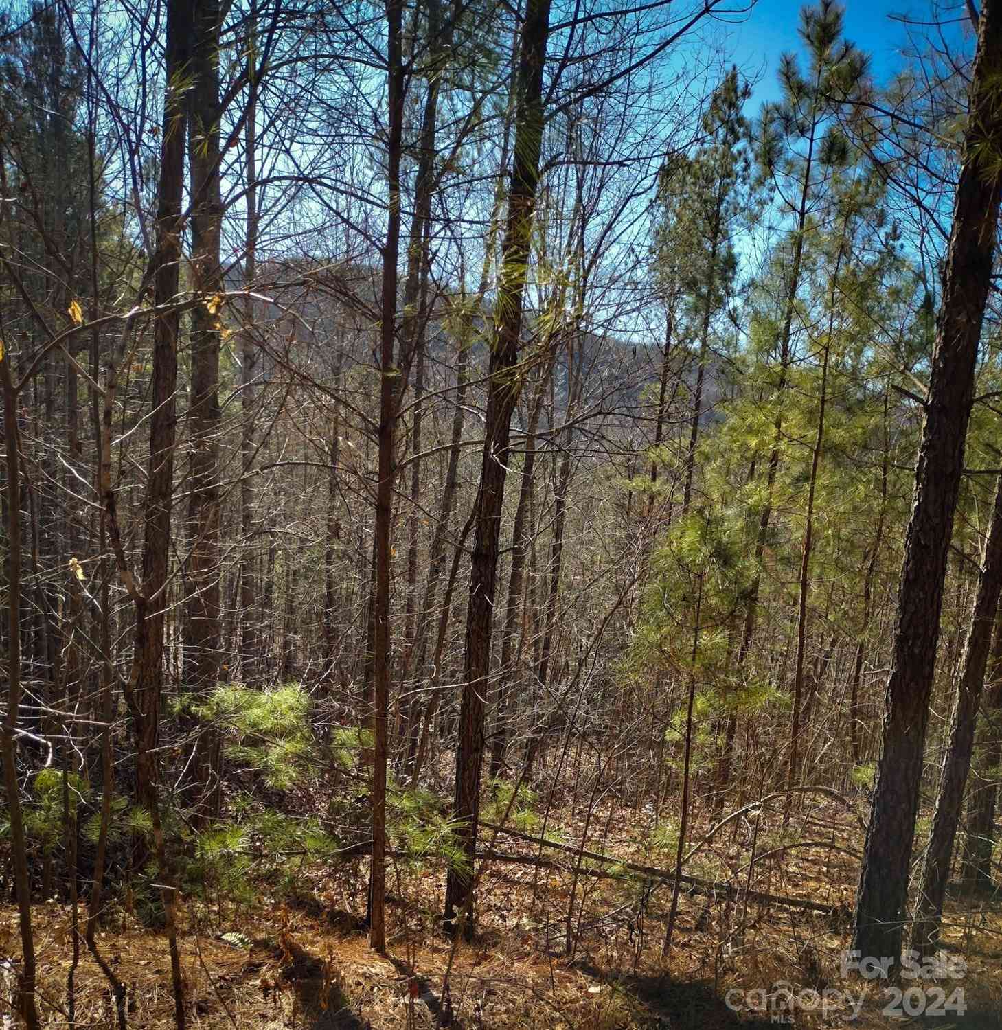 TBD Pine Needle Lane, Nebo, North Carolina image 4