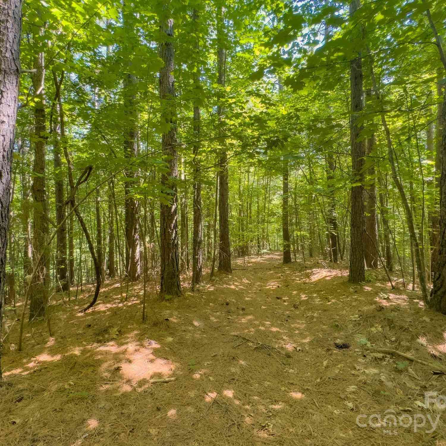 TBD Pine Needle Lane, Nebo, North Carolina image 9