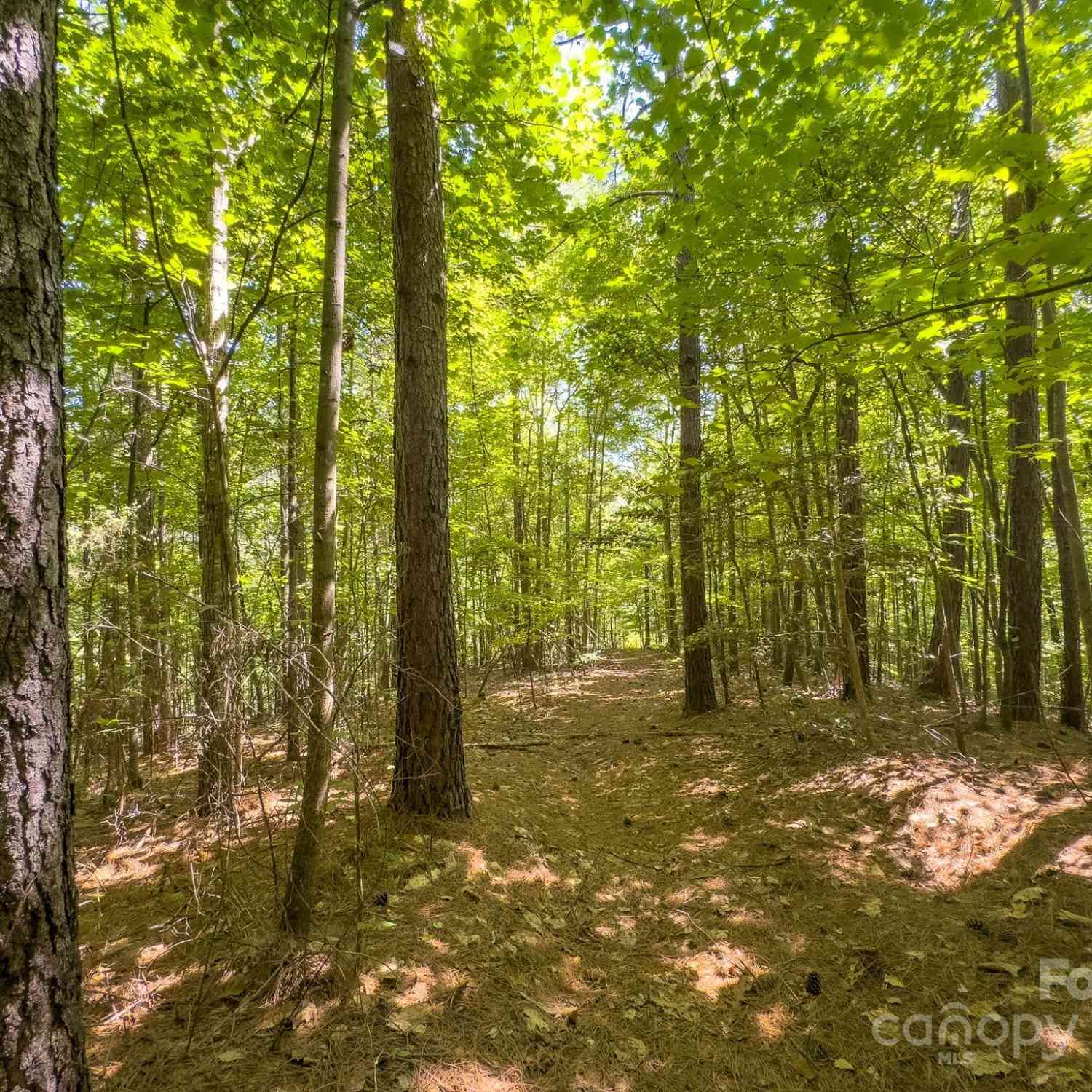 TBD Pine Needle Lane, Nebo, North Carolina image 15