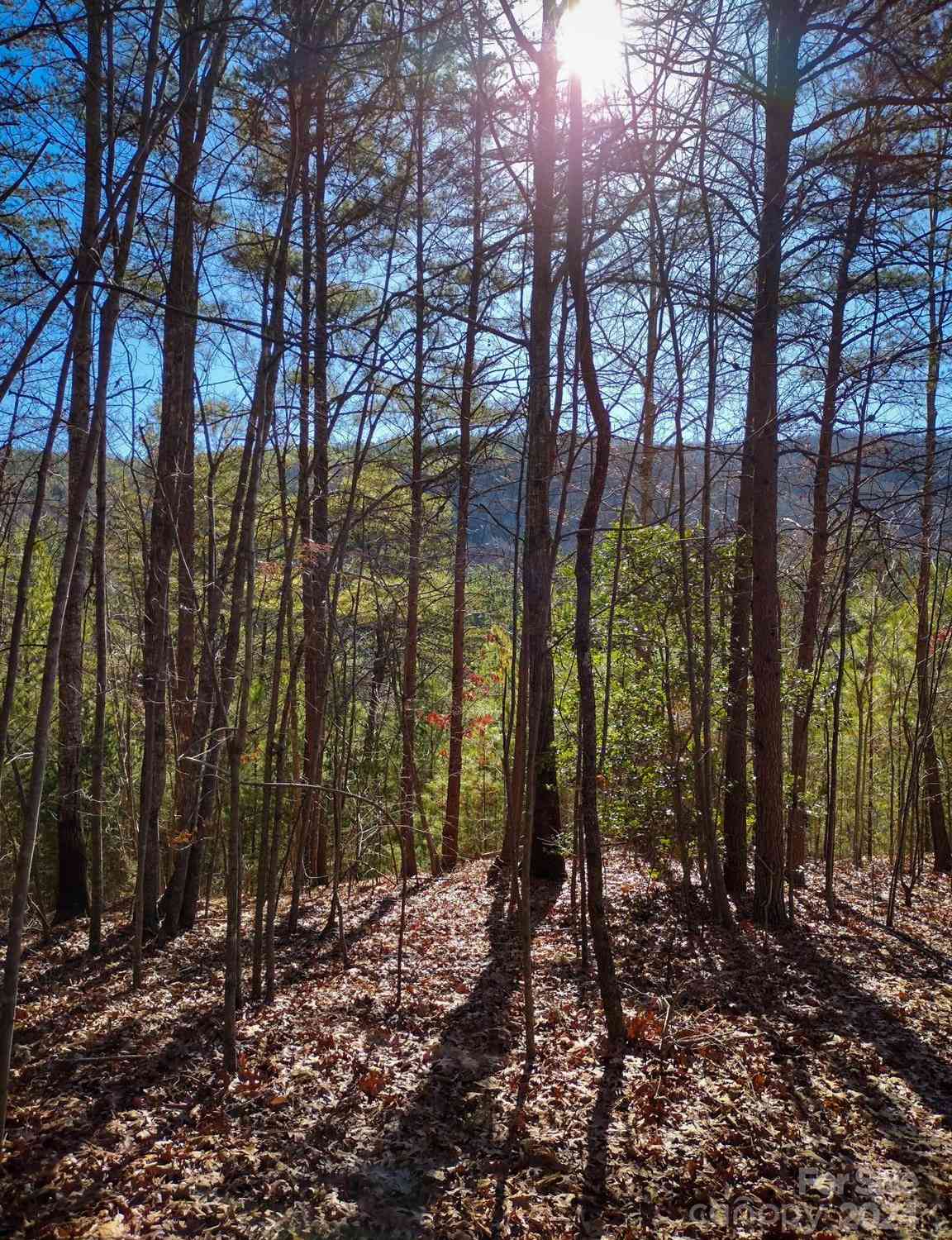 TBD Pine Needle Lane, Nebo, North Carolina image 1