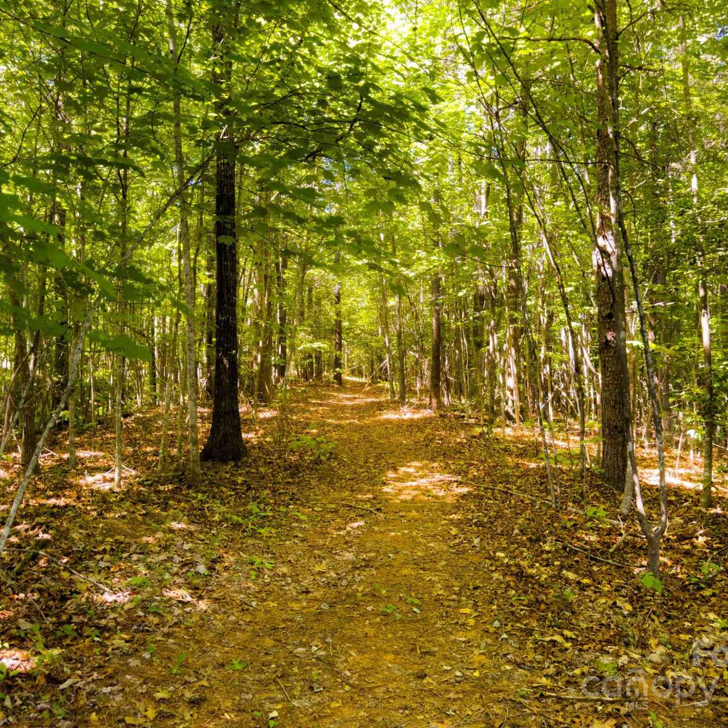 TBD Pine Needle Lane, Nebo, North Carolina image 16