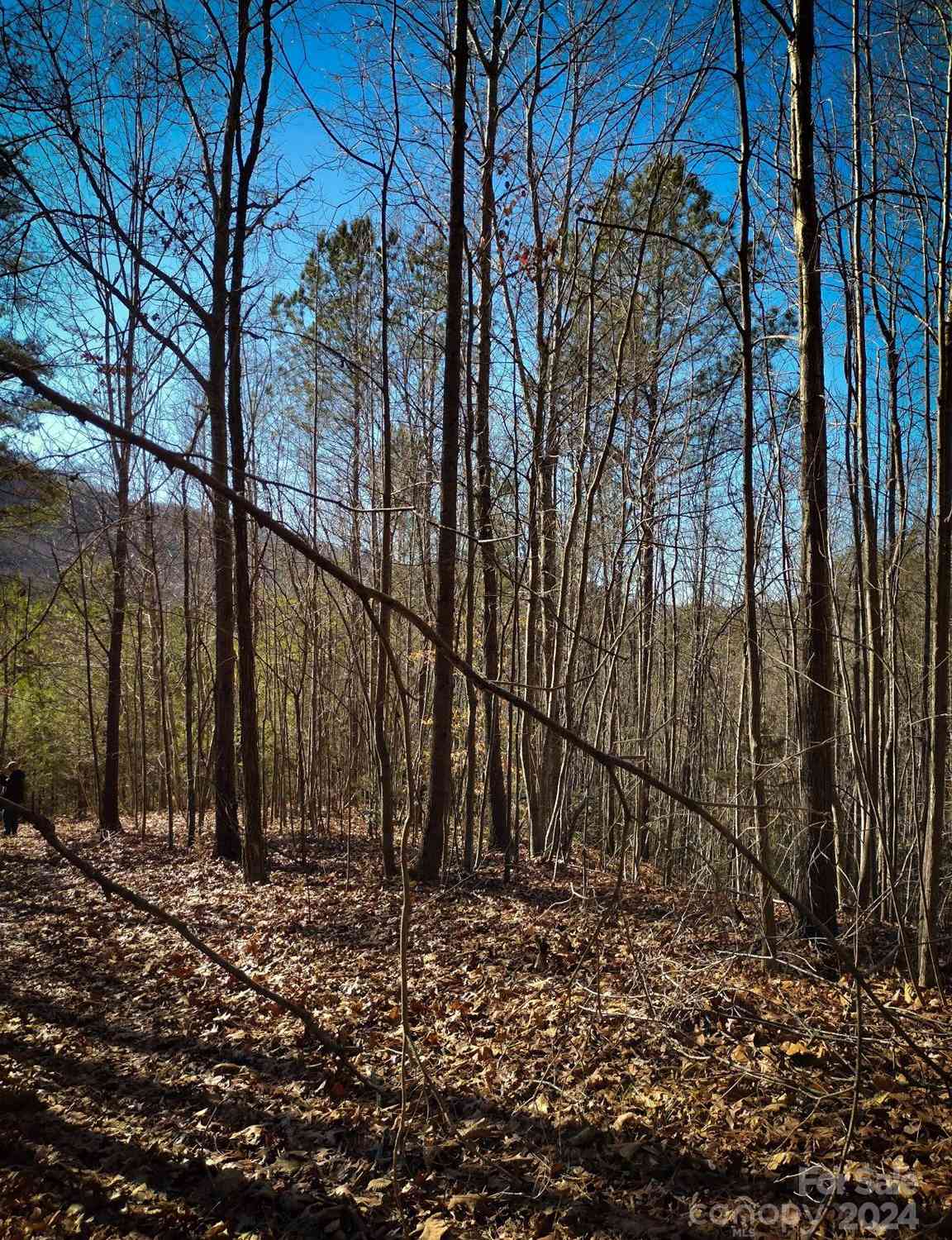 TBD Pine Needle Lane, Nebo, North Carolina image 2