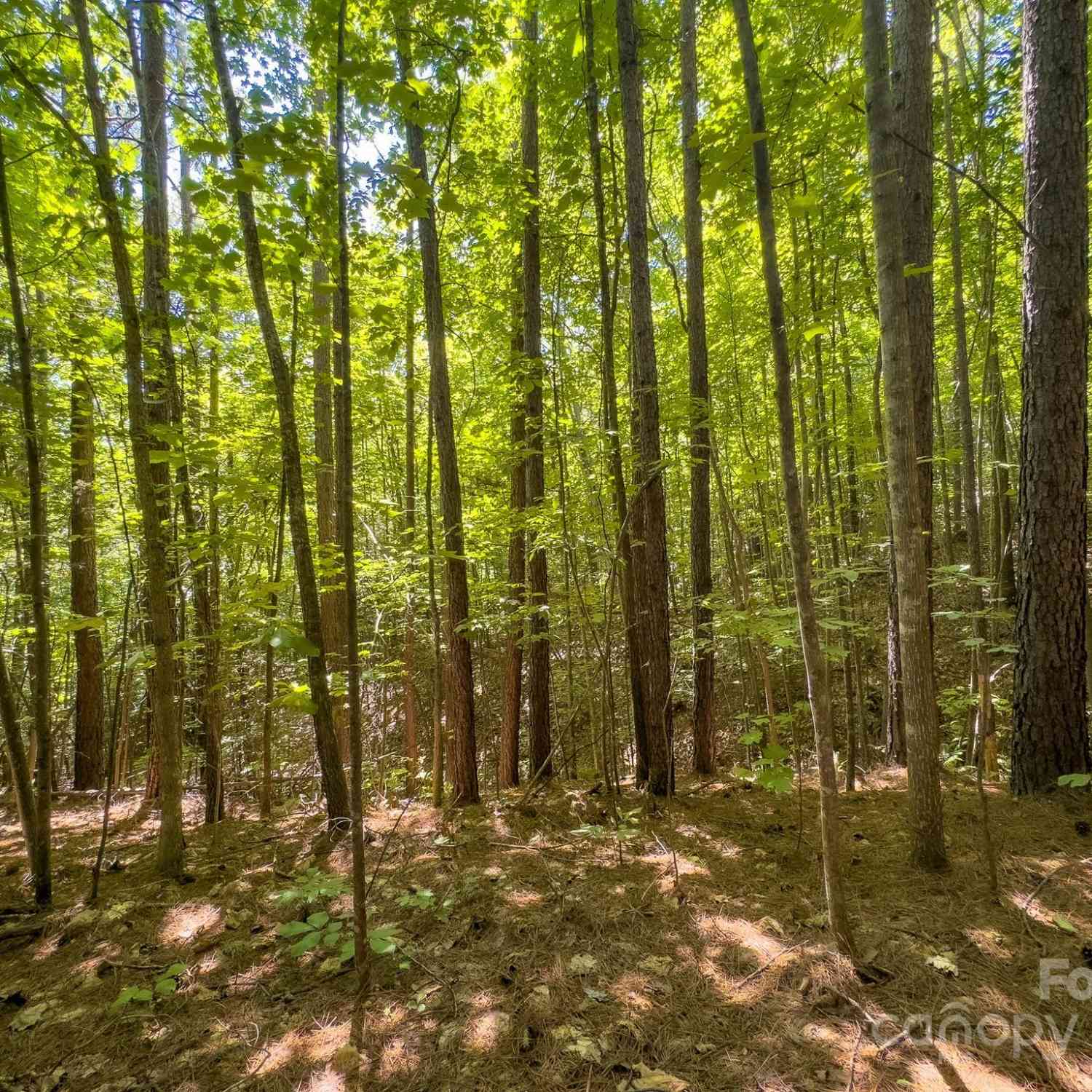 TBD Pine Needle Lane, Nebo, North Carolina image 14