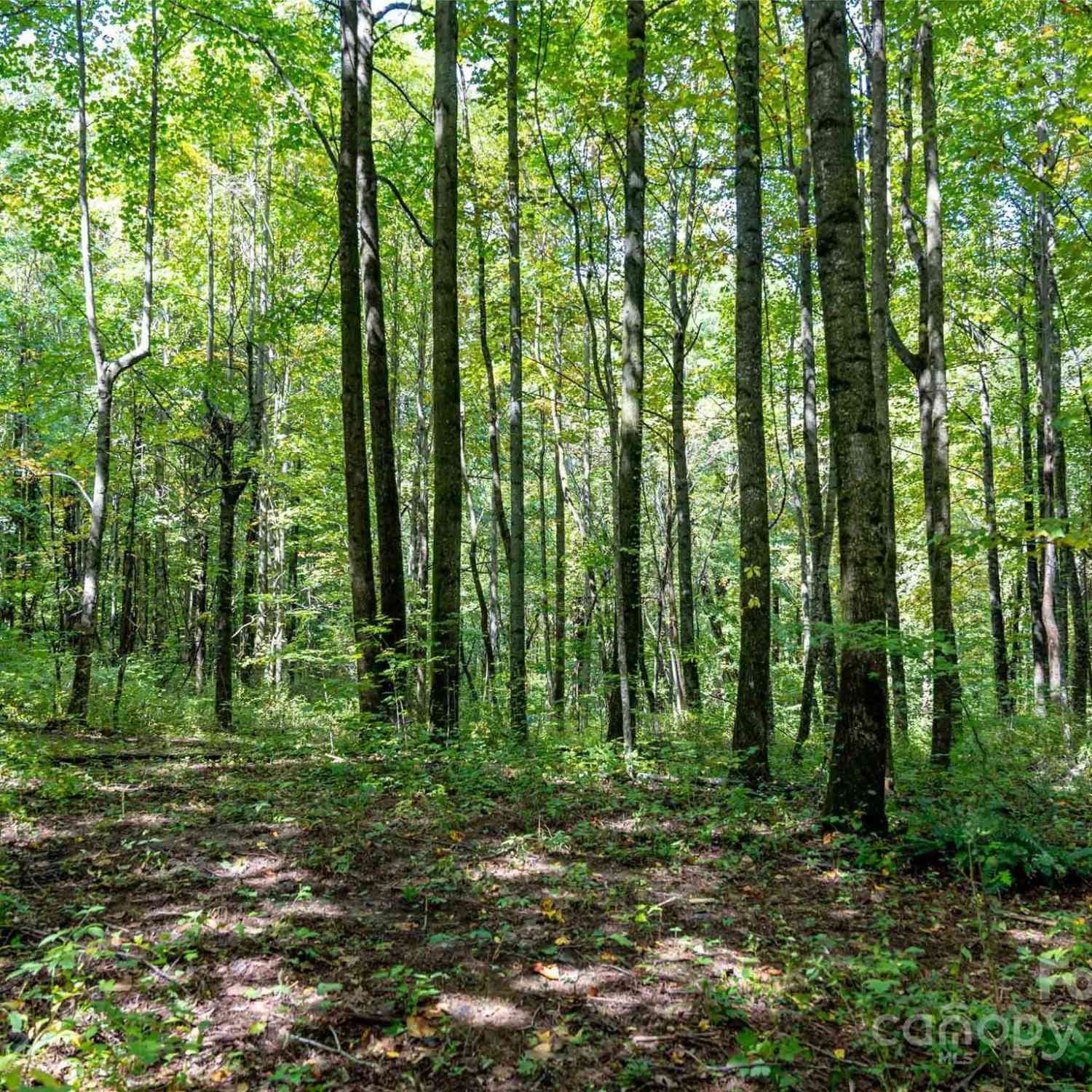 00 Bell Mountain Road, Zirconia, North Carolina image 18