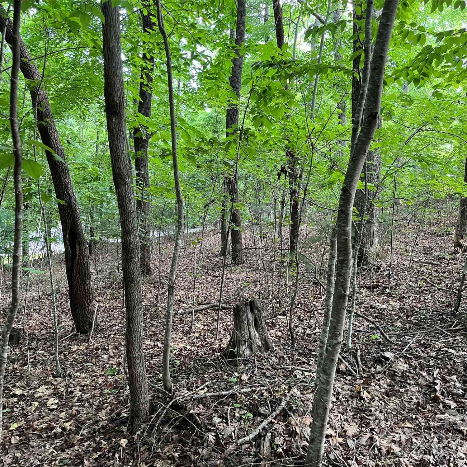 185 Ladys Fern Trail #8-G, Hendersonville, North Carolina image 8